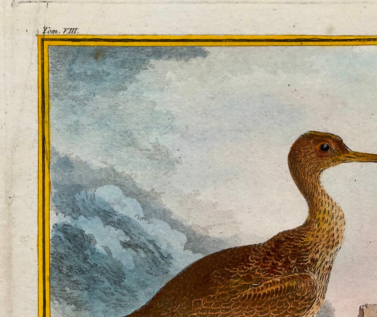 Le Corlieu ou Petit Courlis. An Engraving From “ Histoire Naturelle Des Oiseaux” by Buffon. Circa 1780 . Size: 27 x 21 .5 cms.