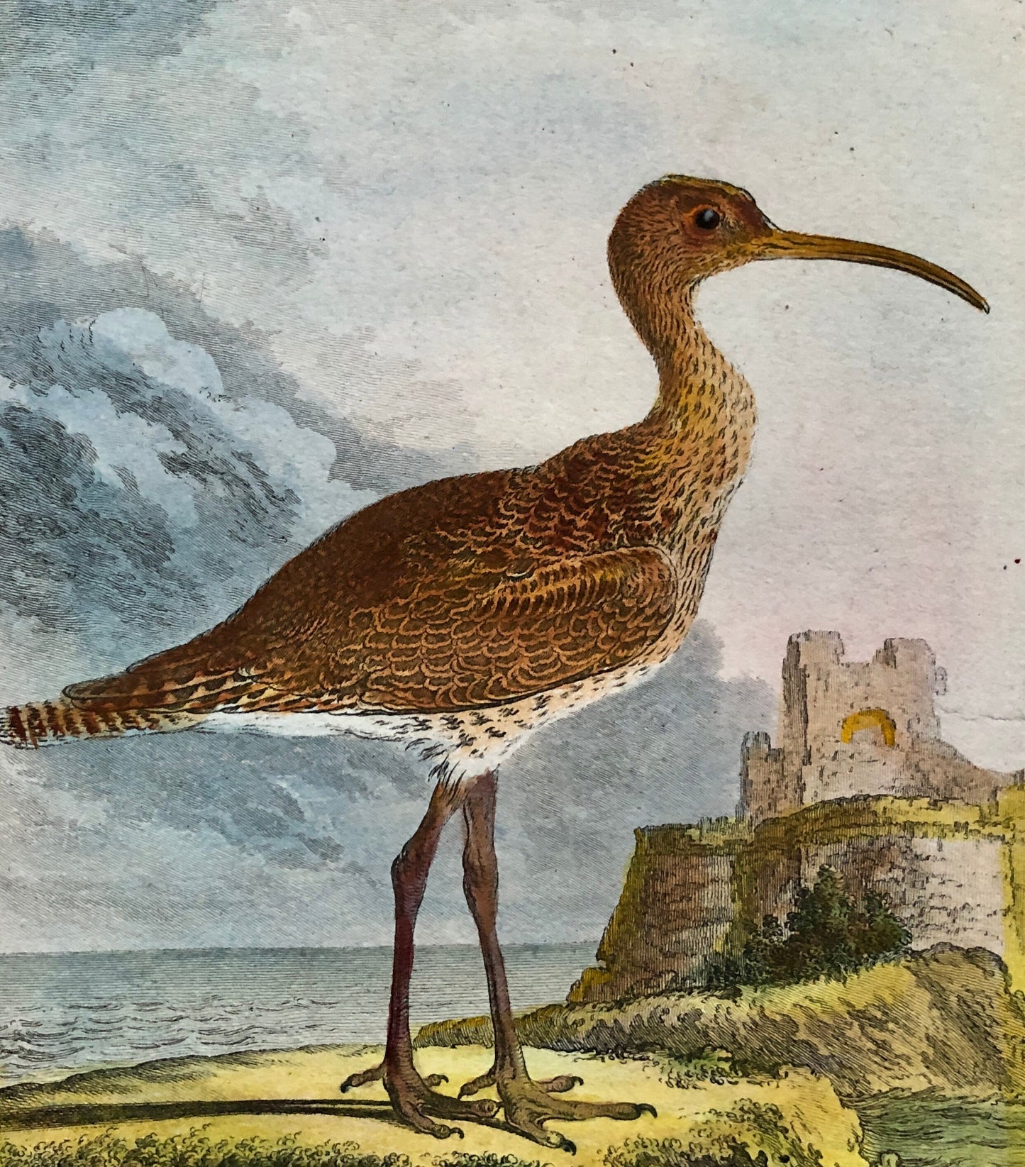 Le Corlieu ou Petit Courlis. An Engraving From “ Histoire Naturelle Des Oiseaux” by Buffon. Circa 1780 . Size: 27 x 21 .5 cms.