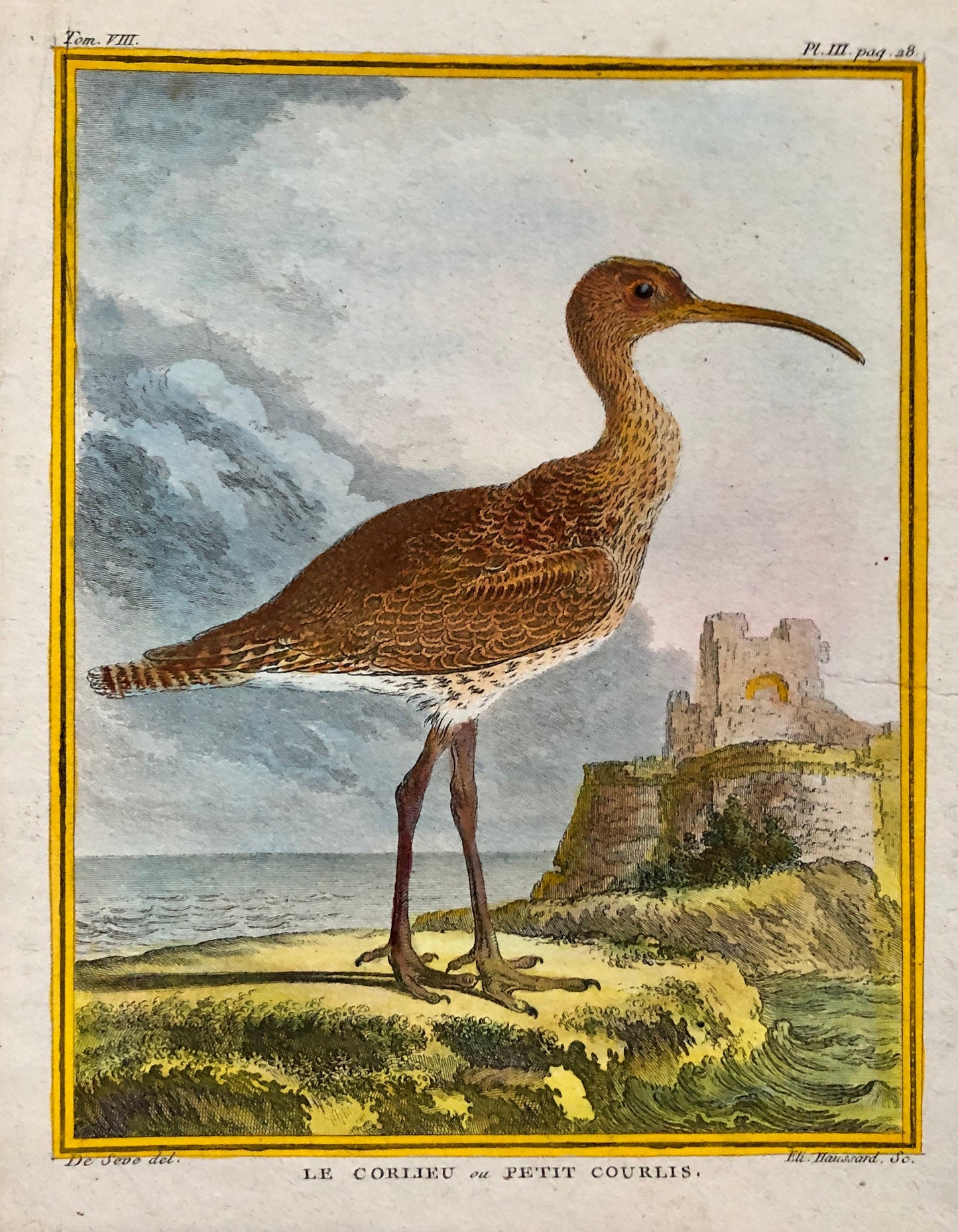 Le Corlieu ou Petit Courlis. An Engraving From “ Histoire Naturelle Des Oiseaux” by Buffon. Circa 1780 . Size: 27 x 21 .5 cms.