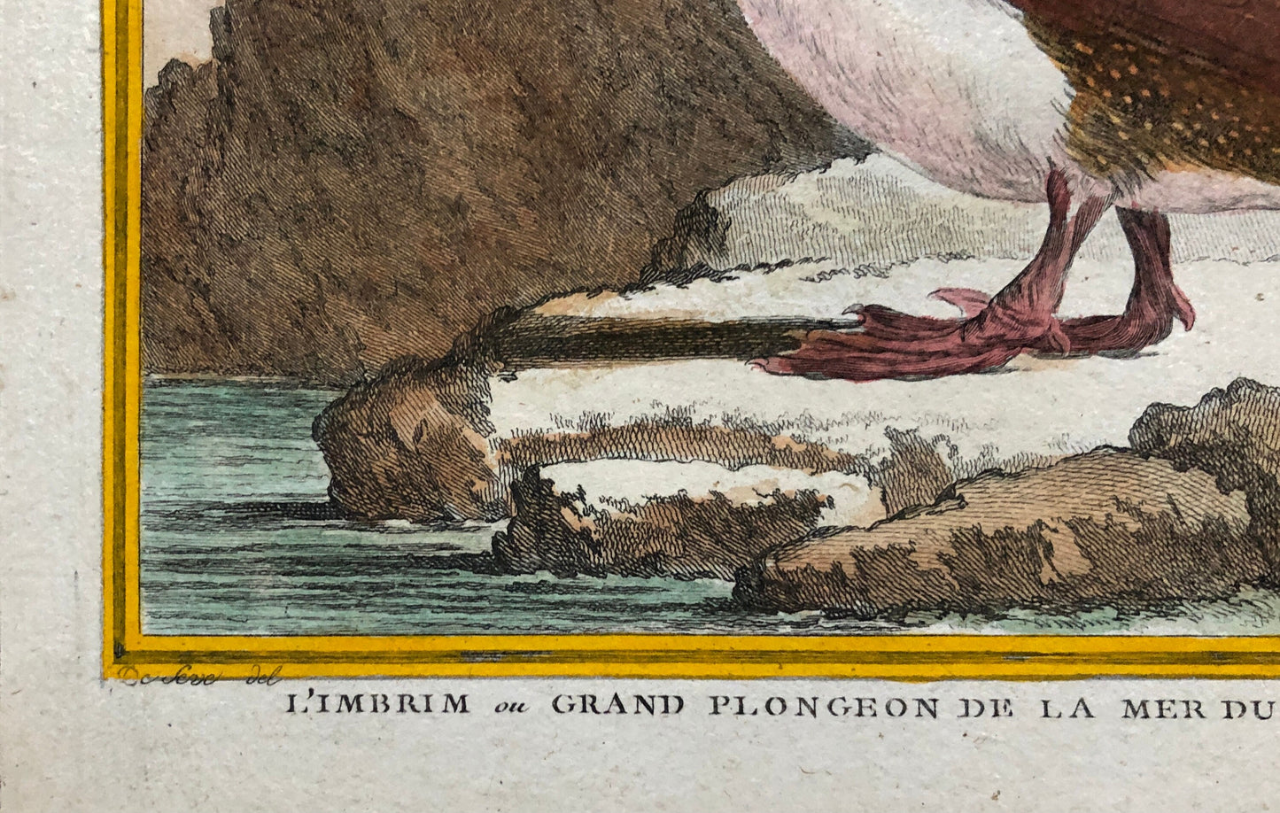 L’ Imbrim ou Grand Plongeon. Hand Coloured Engraving From “Histoire Naturelle Des Oiseaux” c. 1780. By Buffon. 28 x 20 cms.