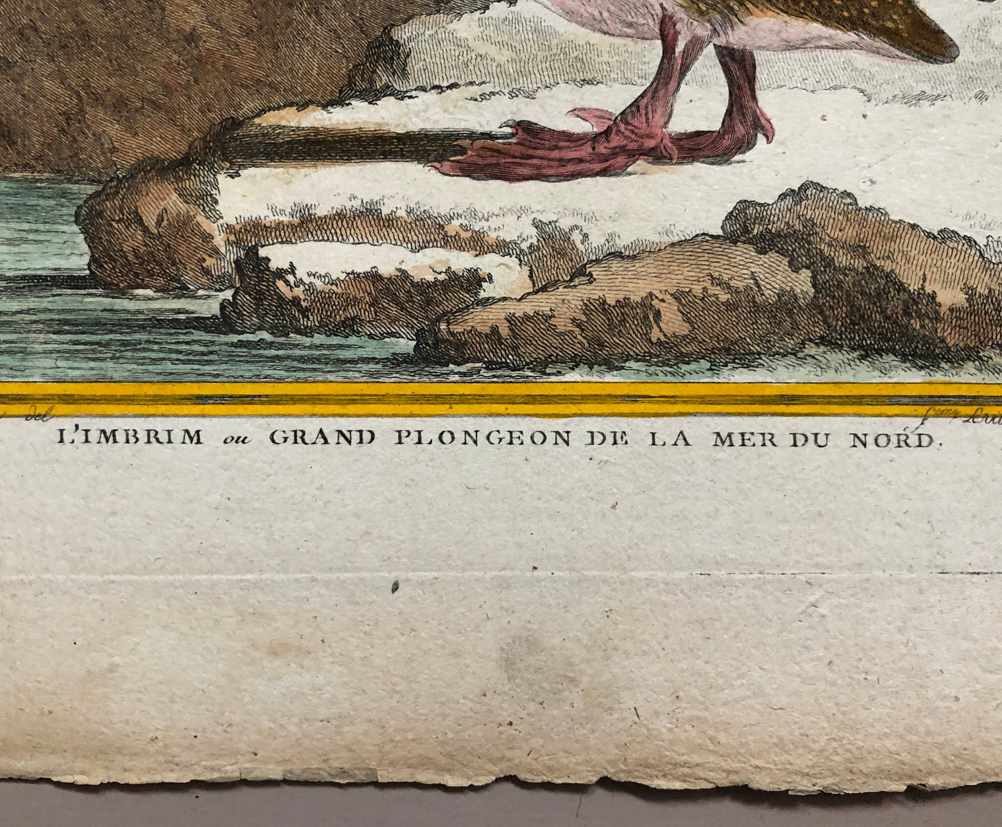 L’ Imbrim ou Grand Plongeon. Hand Coloured Engraving From “Histoire Naturelle Des Oiseaux” c. 1780. By Buffon. 28 x 20 cms.
