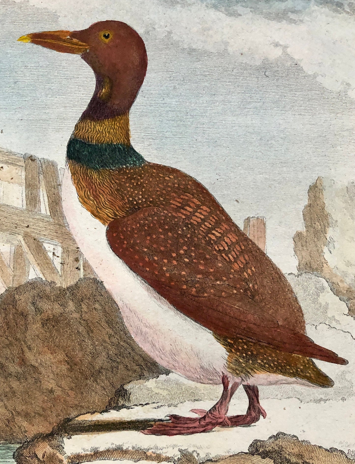 L’ Imbrim ou Grand Plongeon. Hand Coloured Engraving From “Histoire Naturelle Des Oiseaux” c. 1780. By Buffon. 28 x 20 cms.
