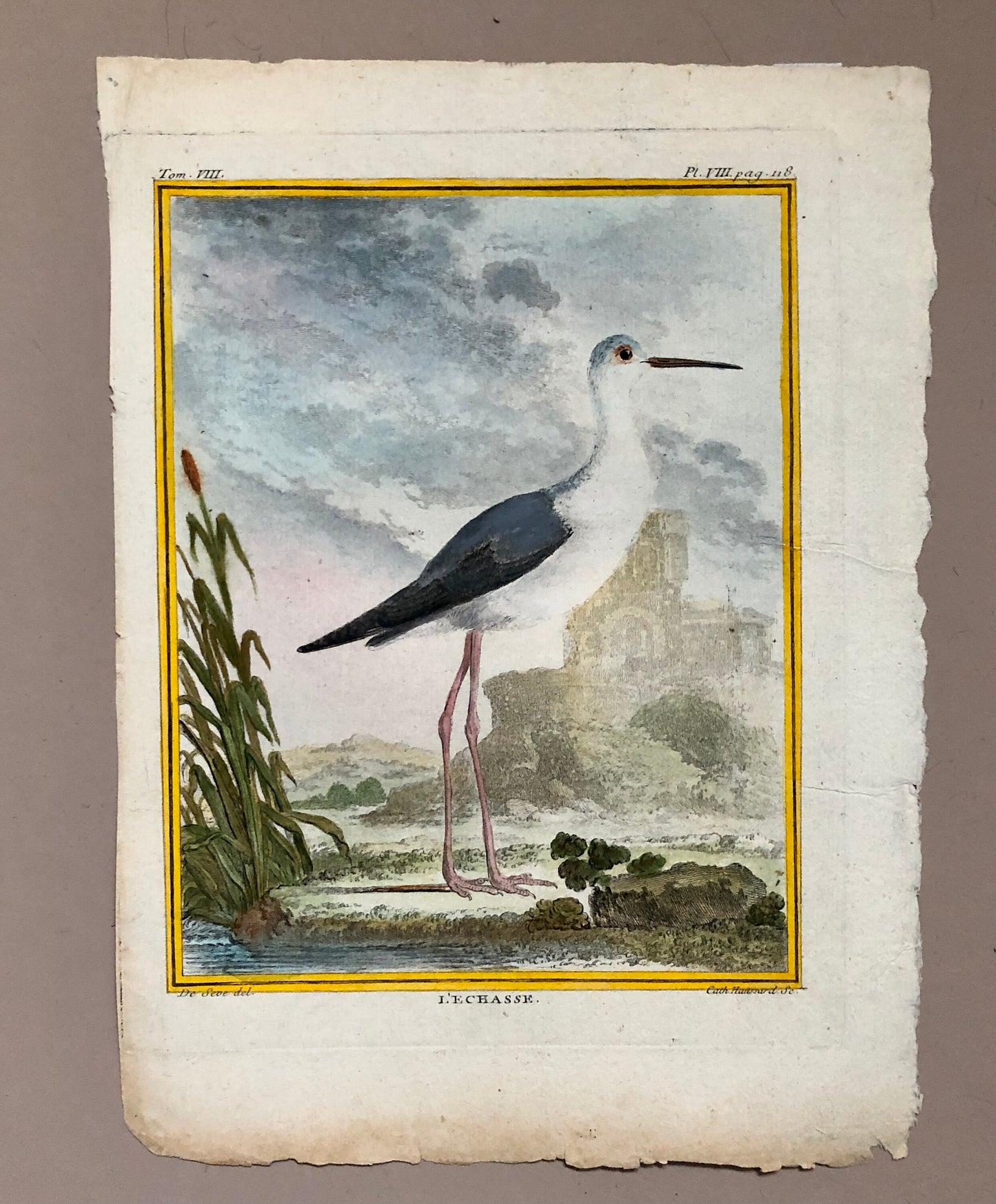 L’ Echasse. Hand Coloured Engraving From “L’Histoire Naturelle Des Oiseaux “ Buffon. C.1780. Near Fine Condition. 27 x 20 cms.
