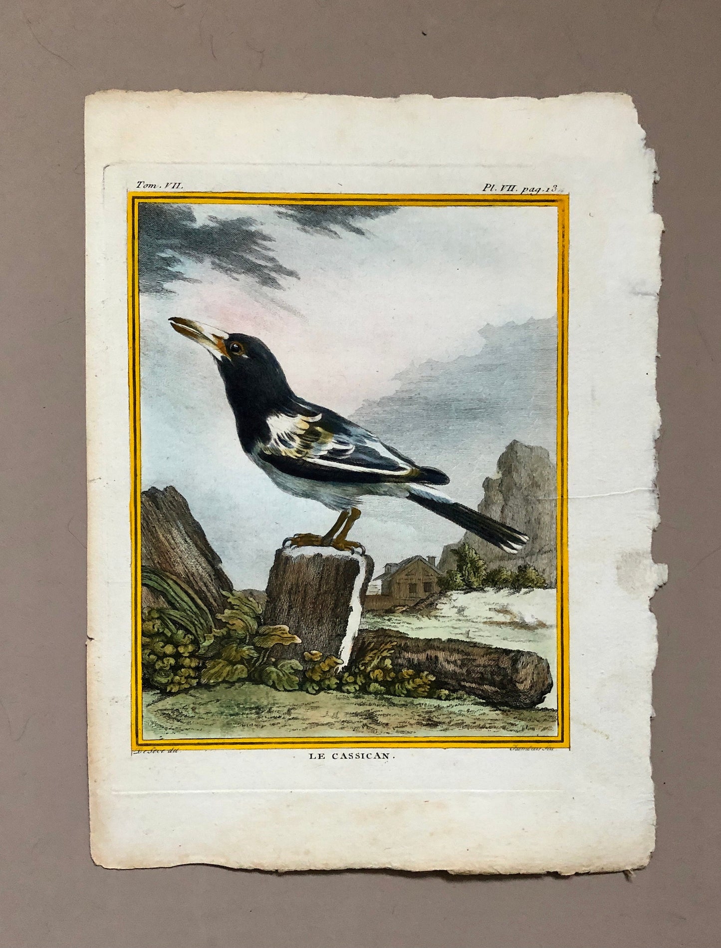 Le Cassican. An Original Hand-Coloured Engraving From “ Histoire Naturelle Des Oiseaux” by Buffon. Circa 1770. Size: 27.5 x 20 cms.
