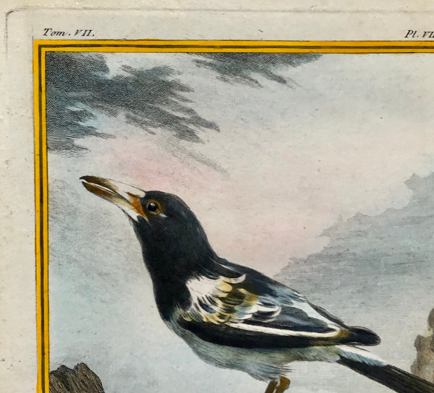 Le Cassican. An Original Hand-Coloured Engraving From “ Histoire Naturelle Des Oiseaux” by Buffon. Circa 1770. Size: 27.5 x 20 cms.