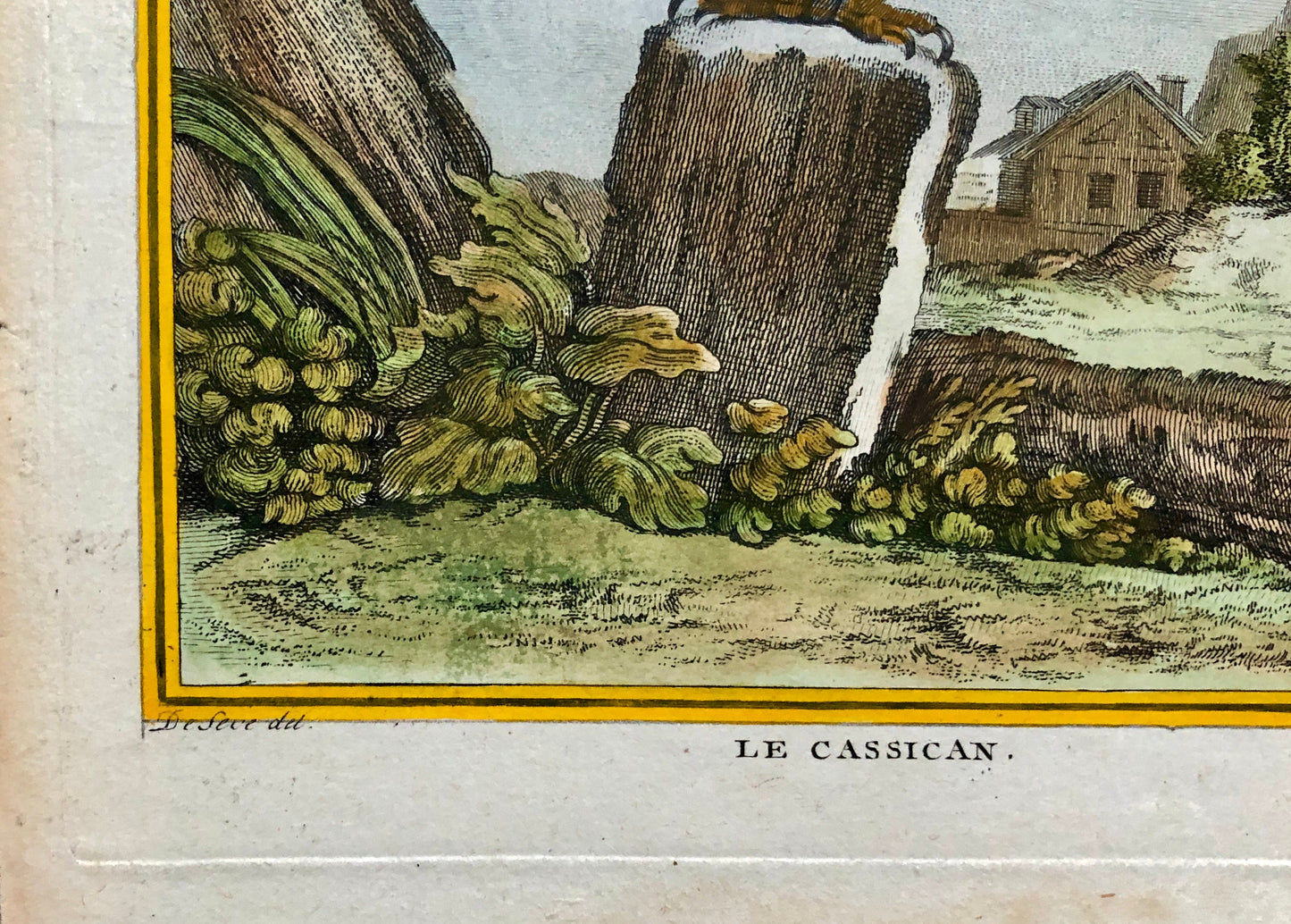 Le Cassican. An Original Hand-Coloured Engraving From “ Histoire Naturelle Des Oiseaux” by Buffon. Circa 1770. Size: 27.5 x 20 cms.