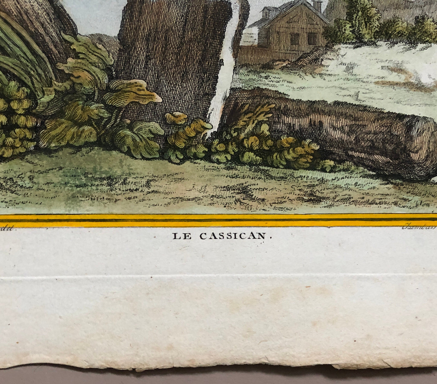Le Cassican. An Original Hand-Coloured Engraving From “ Histoire Naturelle Des Oiseaux” by Buffon. Circa 1770. Size: 27.5 x 20 cms.