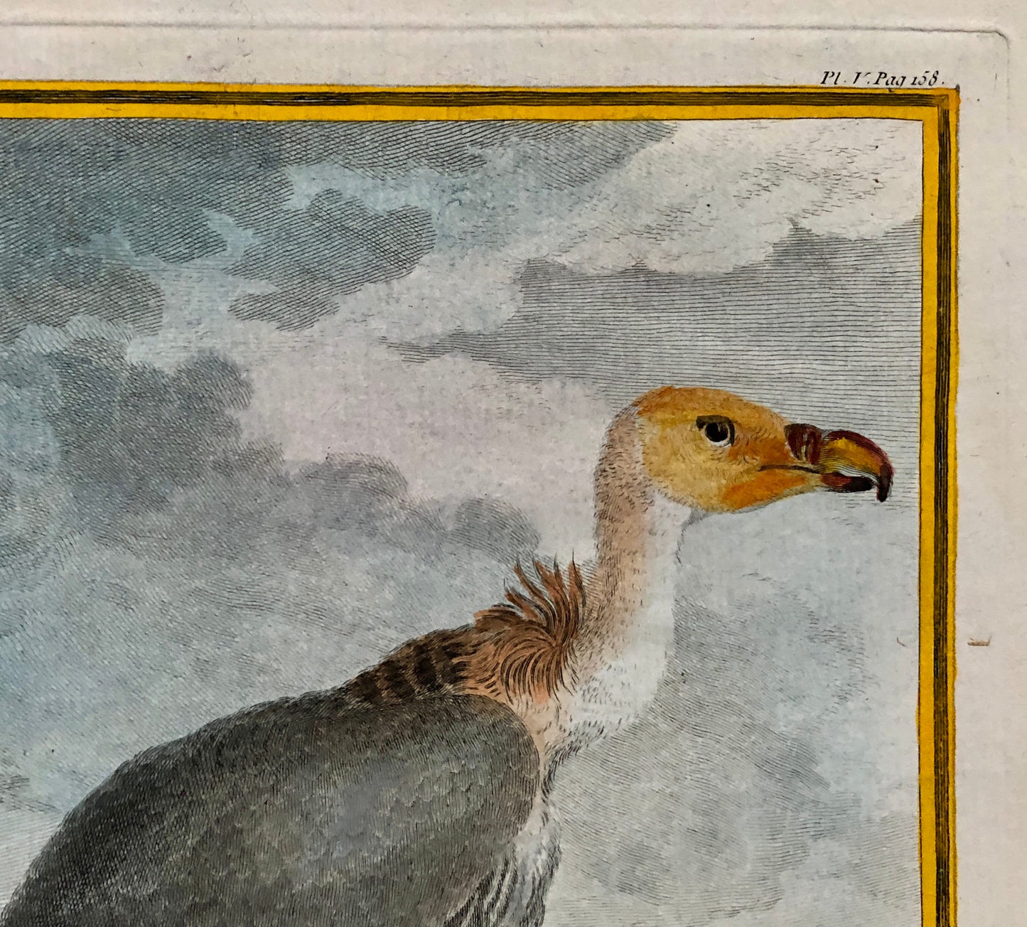 Le Vautour. An Original Engraving From “Histoire Naturelle Des Oiseaux” by Buffon. Circa 1700. Near Fine Condition. Size: 27 x 19.5 cms.