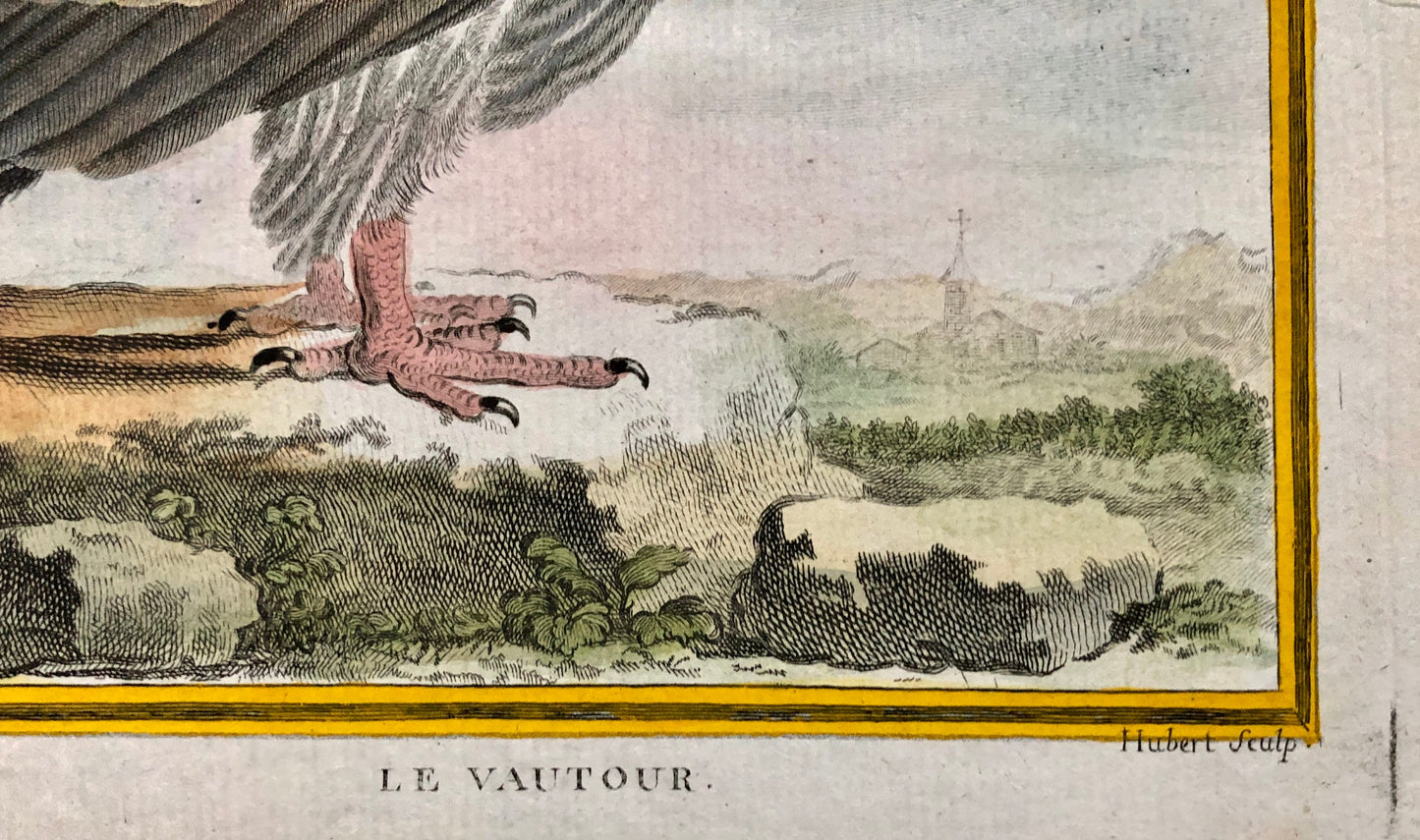 Le Vautour. An Original Engraving From “Histoire Naturelle Des Oiseaux” by Buffon. Circa 1700. Near Fine Condition. Size: 27 x 19.5 cms.
