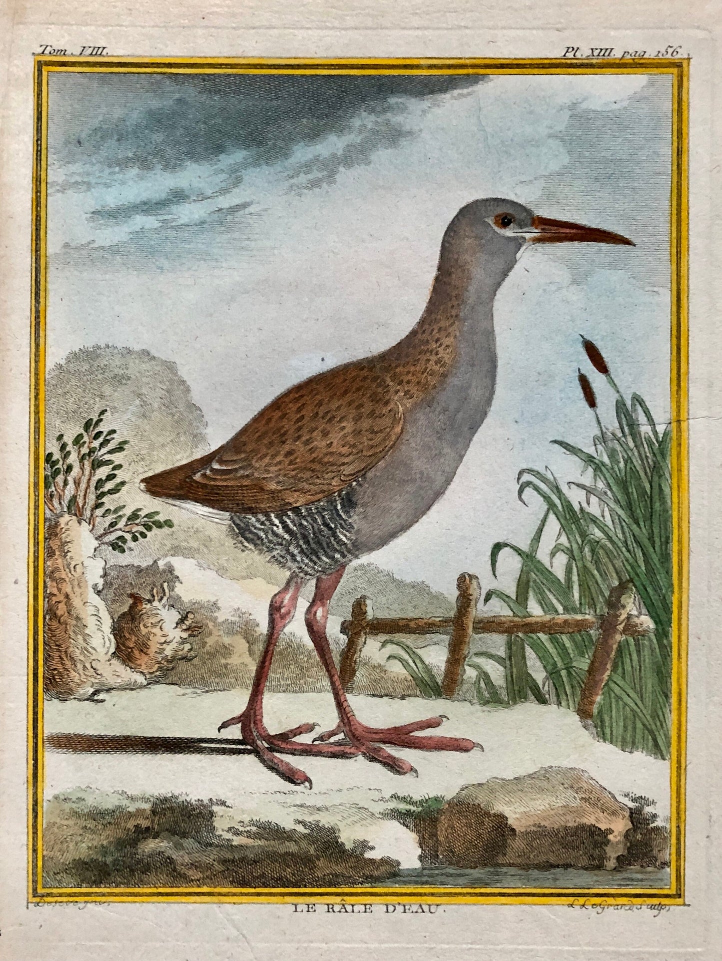 Le Râle D’Eau. An Original Hand Coloured Engraving from ‘Histoire Naturelles D’Oiseaux by Buffon. Size: 27 x 19.5 cms. C. 1780