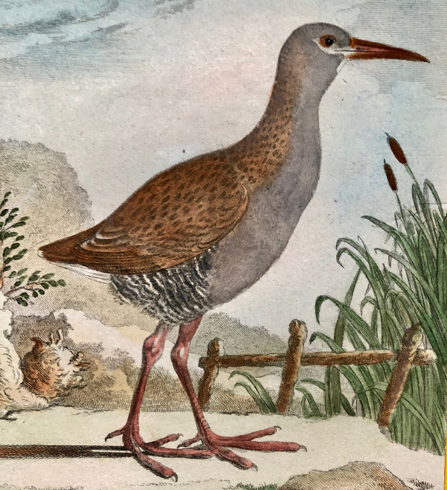 Le Râle D’Eau. An Original Hand Coloured Engraving from ‘Histoire Naturelles D’Oiseaux by Buffon. Size: 27 x 19.5 cms. C. 1780