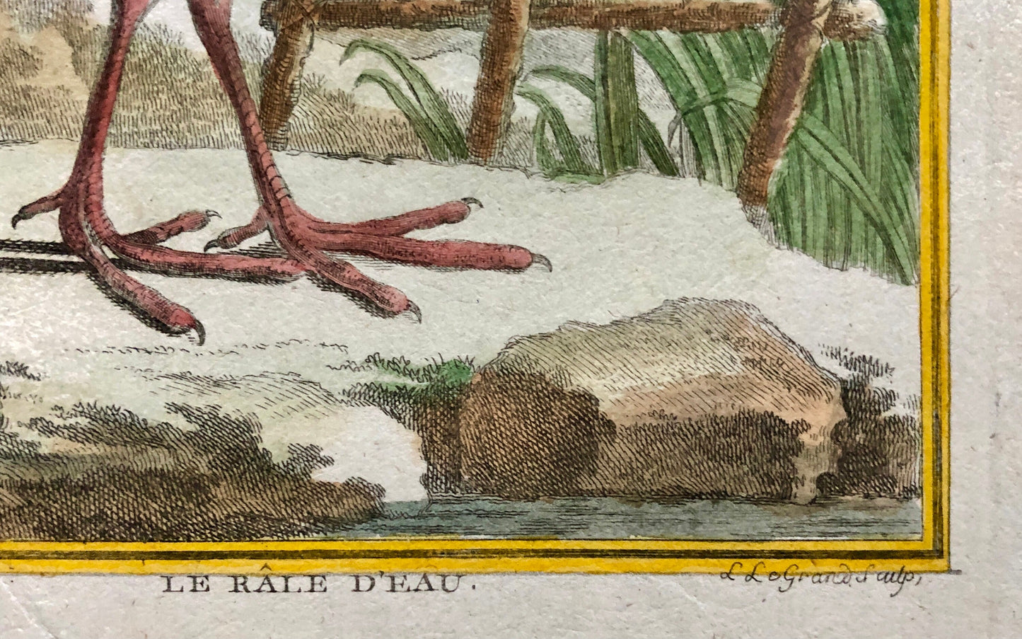 Le Râle D’Eau. An Original Hand Coloured Engraving from ‘Histoire Naturelles D’Oiseaux by Buffon. Size: 27 x 19.5 cms. C. 1780