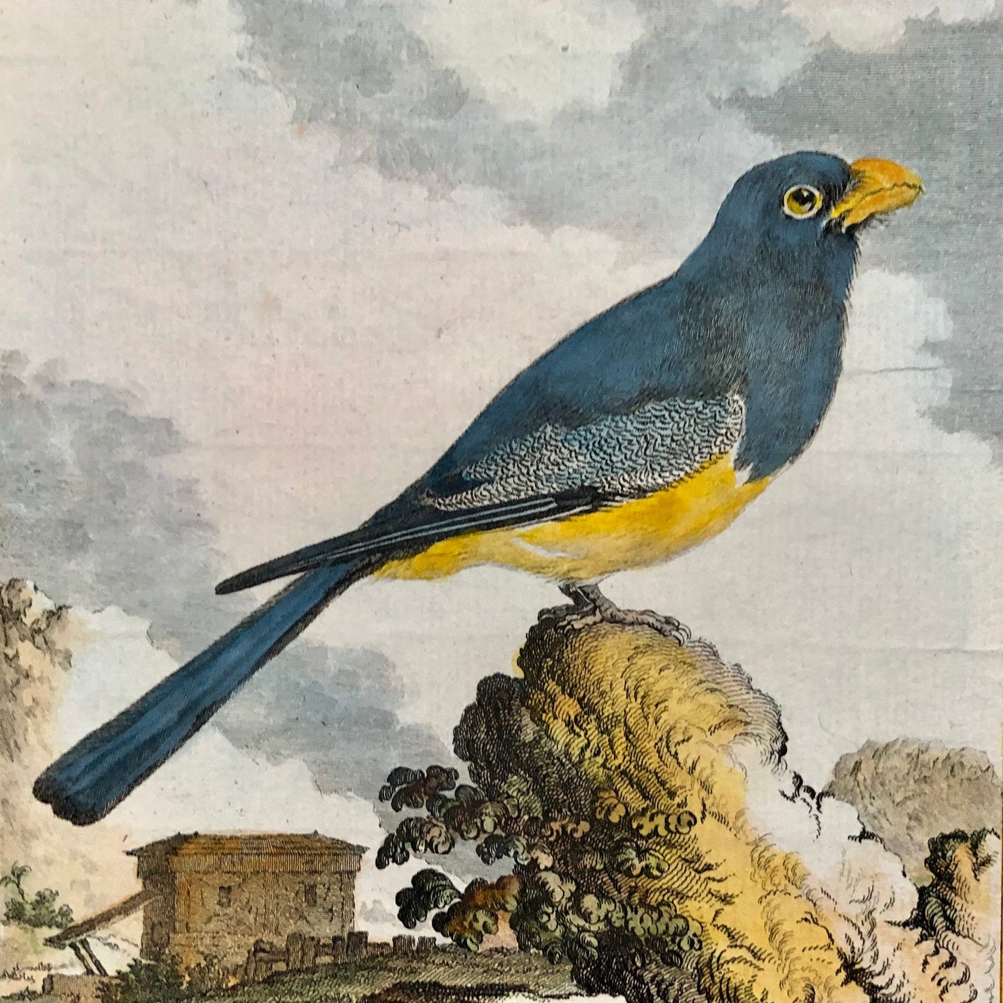 Le Couroucou. An Original Hand-coloured Engraving From ‘Histoire Naturelle Des Oiseaux’ by Buffon. FineCondition. Size: 27 x 19.2 cms.