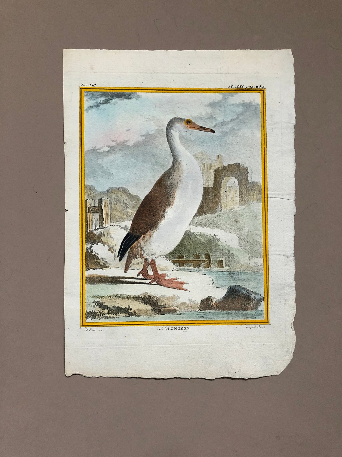 Le Plongeon. A Hand-coloured Engraving From “Histoire Naturelle Des Oiseaux” by Buffon. Excellent Condition. Size: 27 x 19 cms.