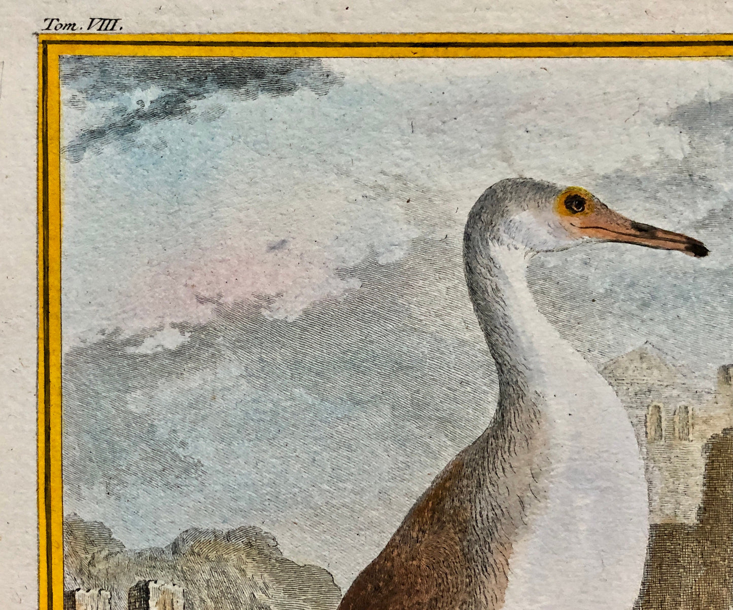 Le Plongeon. A Hand-coloured Engraving From “Histoire Naturelle Des Oiseaux” by Buffon. Excellent Condition. Size: 27 x 19 cms.