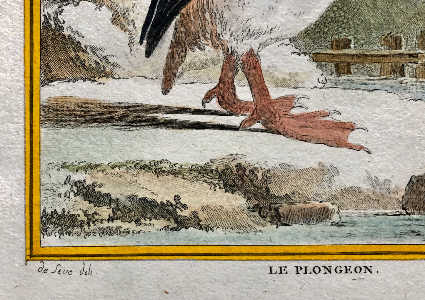 Le Plongeon. A Hand-coloured Engraving From “Histoire Naturelle Des Oiseaux” by Buffon. Excellent Condition. Size: 27 x 19 cms.