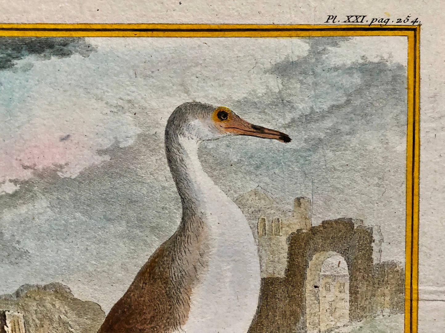 Le Plongeon. A Hand-coloured Engraving From “Histoire Naturelle Des Oiseaux” by Buffon. Excellent Condition. Size: 27 x 19 cms.