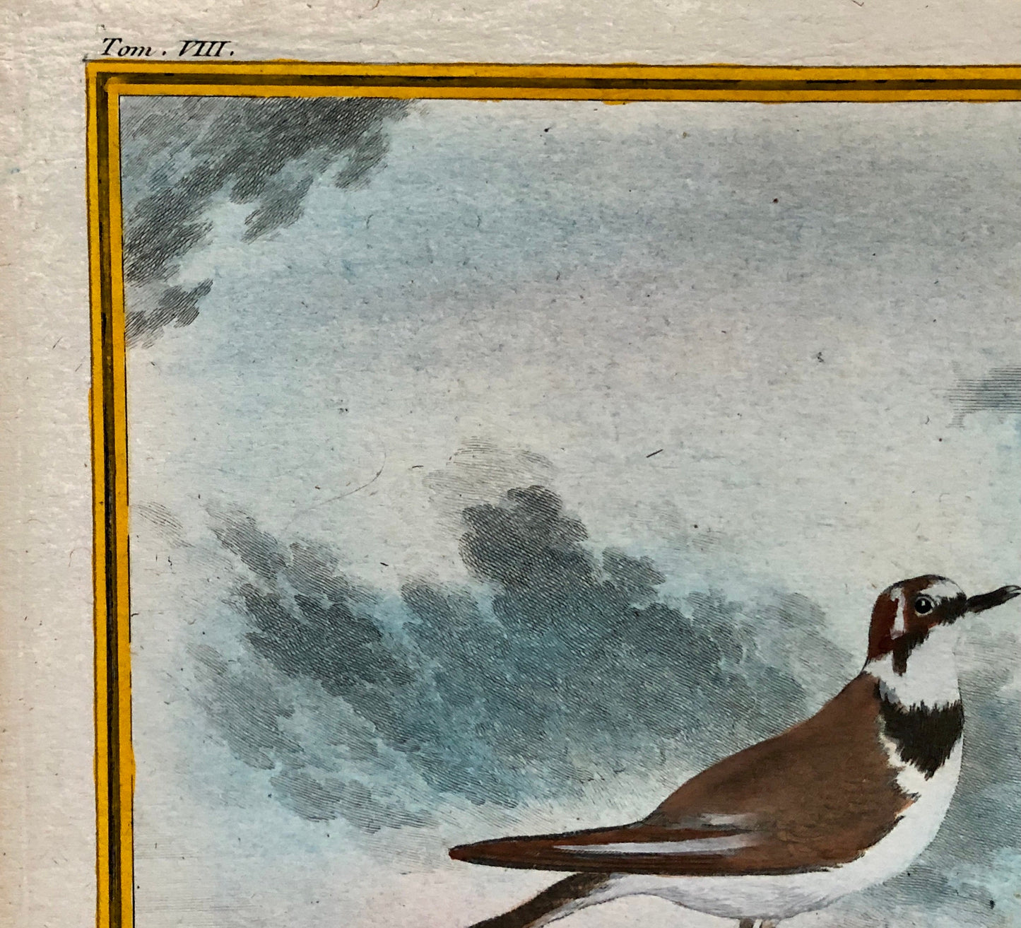 Le Pluvier À Collier. An Engraving From ‘Histoire Naturelle Des Oiseaux’ by Buffon. Circa 1770. Fine Condition. Size: 27 x 21 cms.