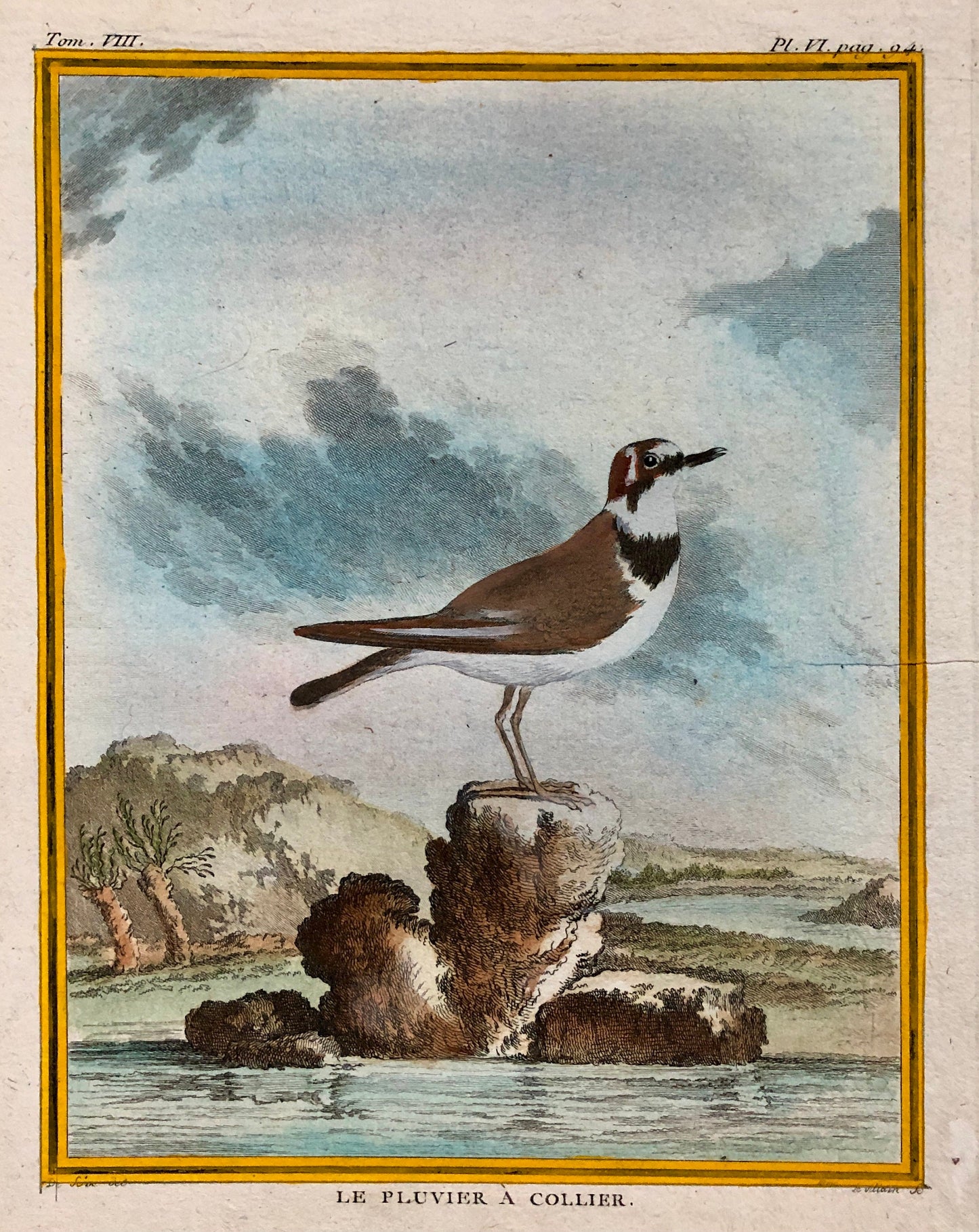 Le Pluvier À Collier. An Engraving From ‘Histoire Naturelle Des Oiseaux’ by Buffon. Circa 1770. Fine Condition. Size: 27 x 21 cms.