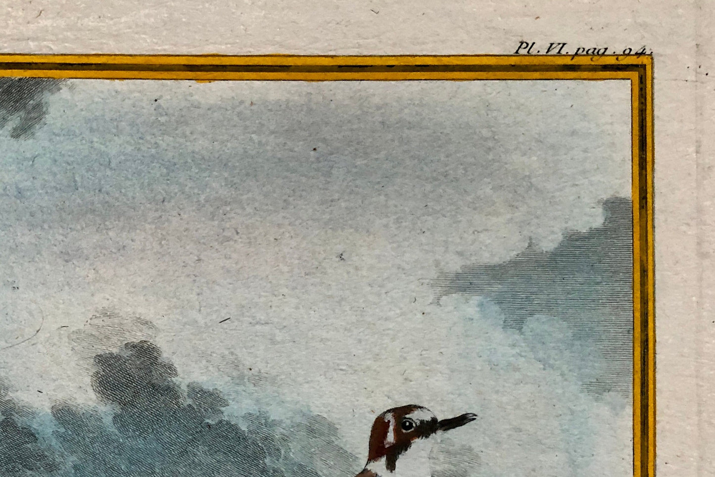 Le Pluvier À Collier. An Engraving From ‘Histoire Naturelle Des Oiseaux’ by Buffon. Circa 1770. Fine Condition. Size: 27 x 21 cms.