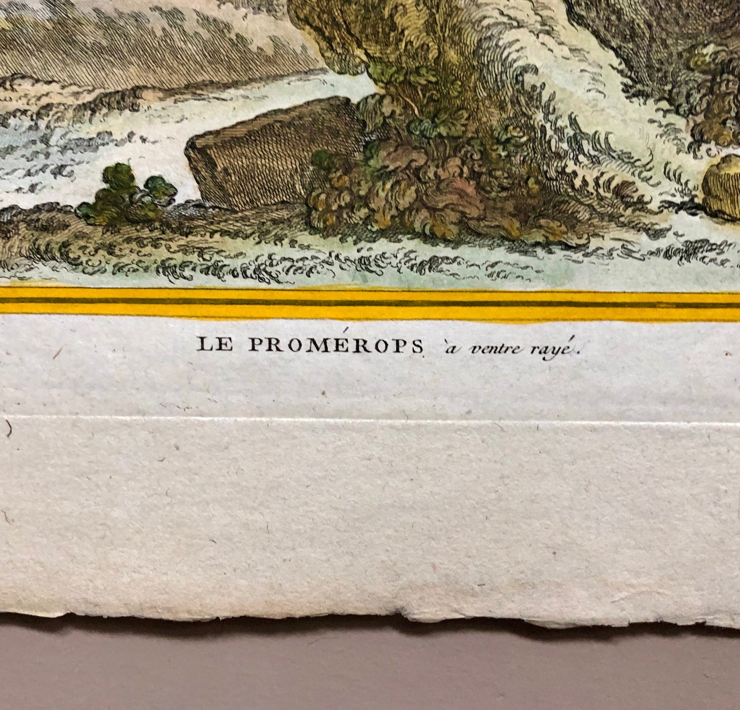 Le Promérops. An Engraving From ‘Histoire Naturelle Des Oiseaux’ by Buffon. Circa 1770. Excellent Condition. Size: 26.5 x 21 cms.