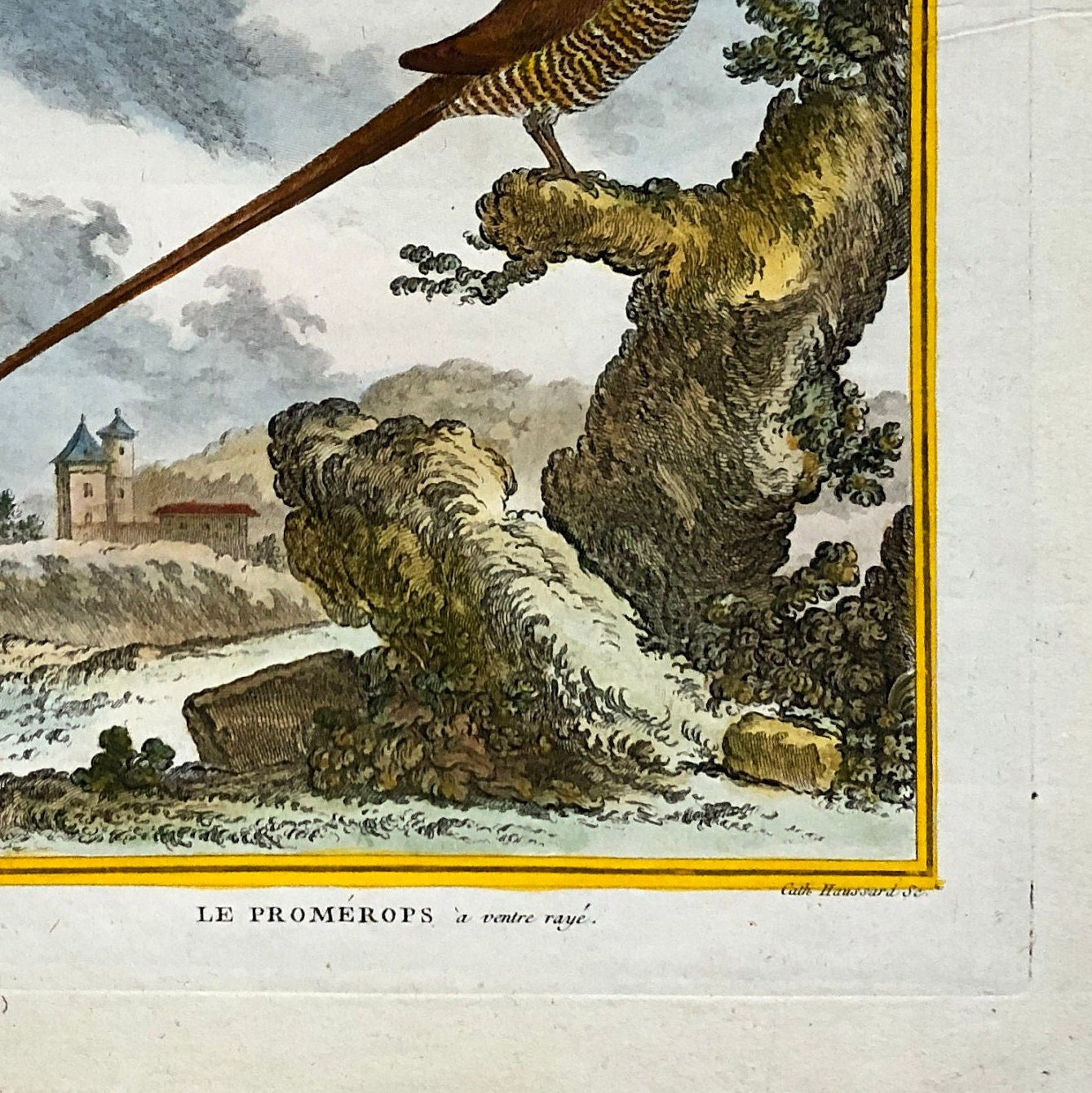 Le Promérops. An Engraving From ‘Histoire Naturelle Des Oiseaux’ by Buffon. Circa 1770. Excellent Condition. Size: 26.5 x 21 cms.