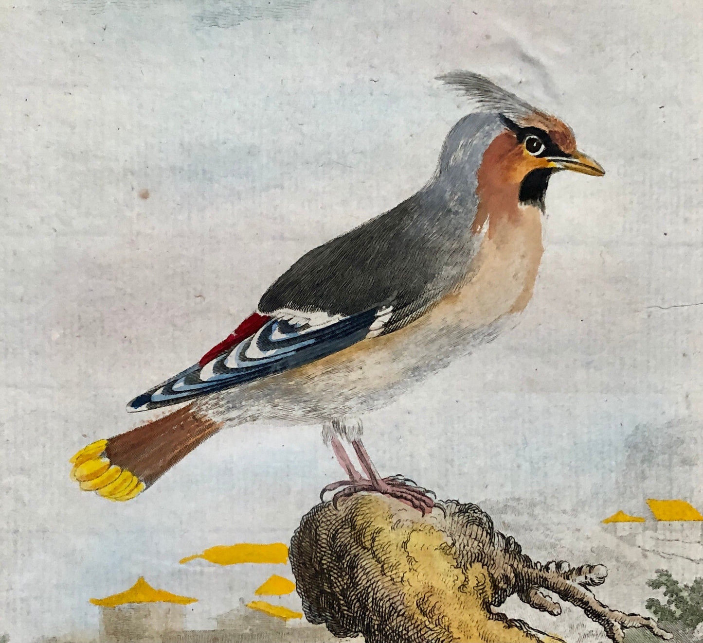 Le Jaseur. The Waxwing. An Original Engraving From ‘Histoire Naturelle Des Oiseaux’ by Buffon. Excellent Condition. Size: 27 x 20 cms.