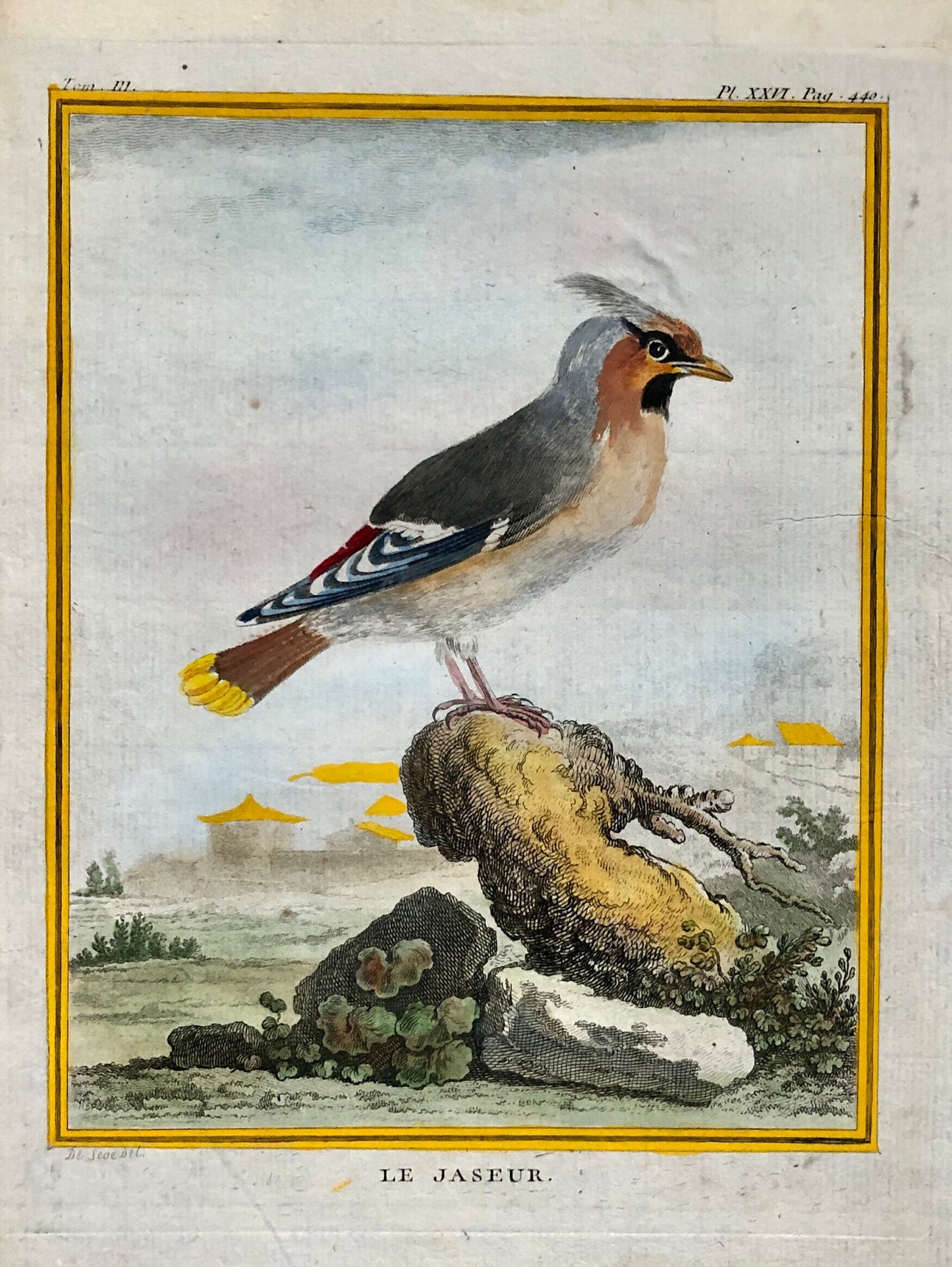 Le Jaseur. The Waxwing. An Original Engraving From ‘Histoire Naturelle Des Oiseaux’ by Buffon. Excellent Condition. Size: 27 x 20 cms.