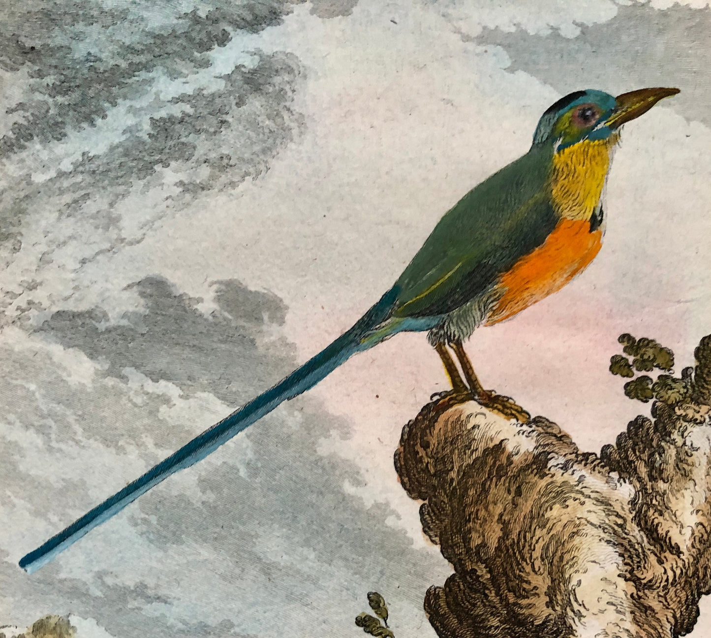 Le Houtou. An Engraving From ‘Histoire Naturelle Des Oiseaux’ by Buffon. Circa 1770. Fine Condition. Size: 26.6 x 21 cms.