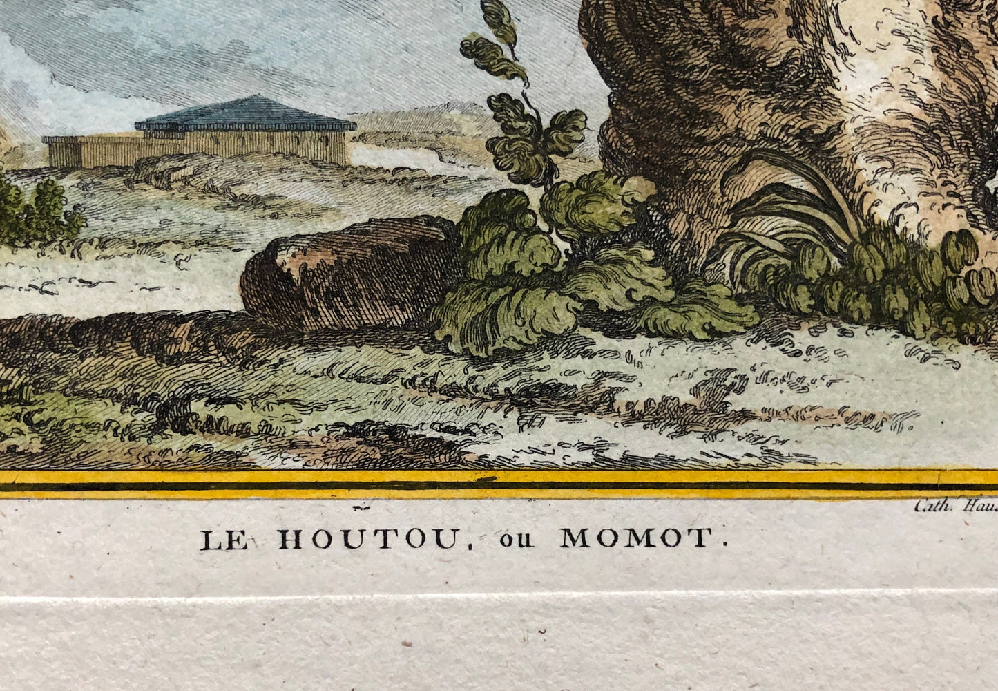 Le Houtou. An Engraving From ‘Histoire Naturelle Des Oiseaux’ by Buffon. Circa 1770. Fine Condition. Size: 26.6 x 21 cms.