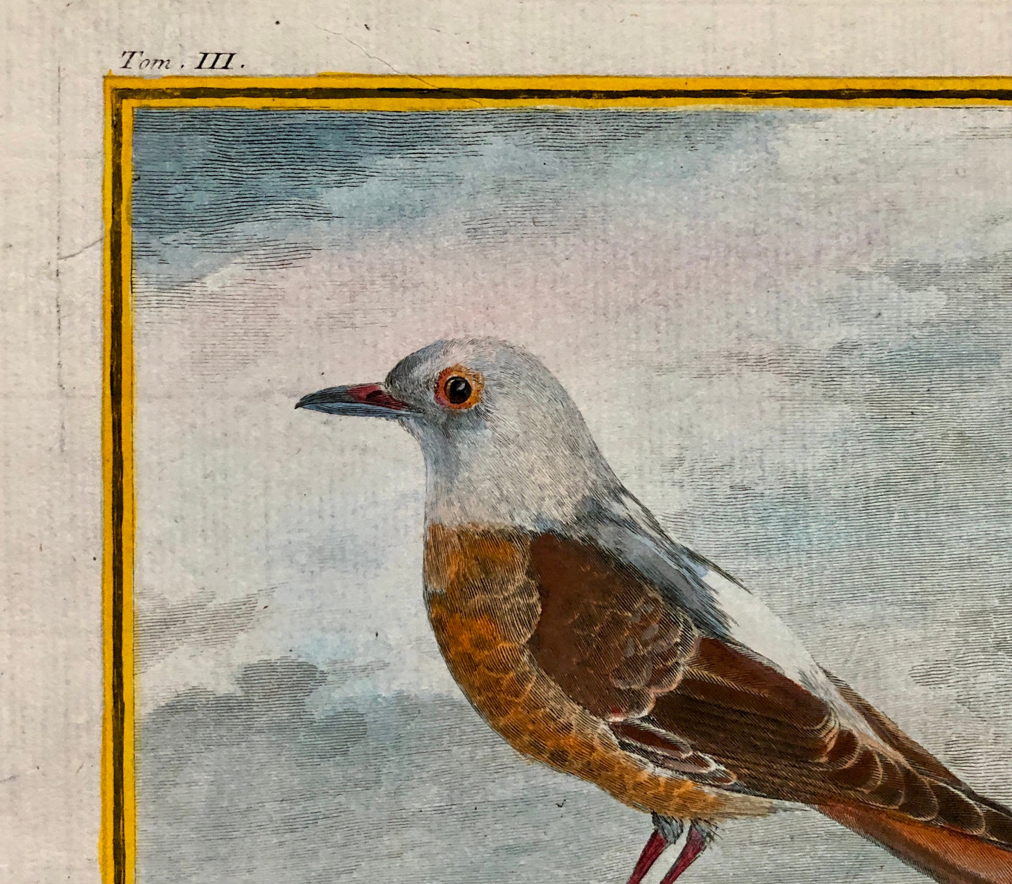 Le Merle De Roche. An Original Engraving From ‘Histoire Naturelle Des Oiseaux’ by Buffon. Engraved by Th. Rousselet. Size: 27 x 19.5 cms.
