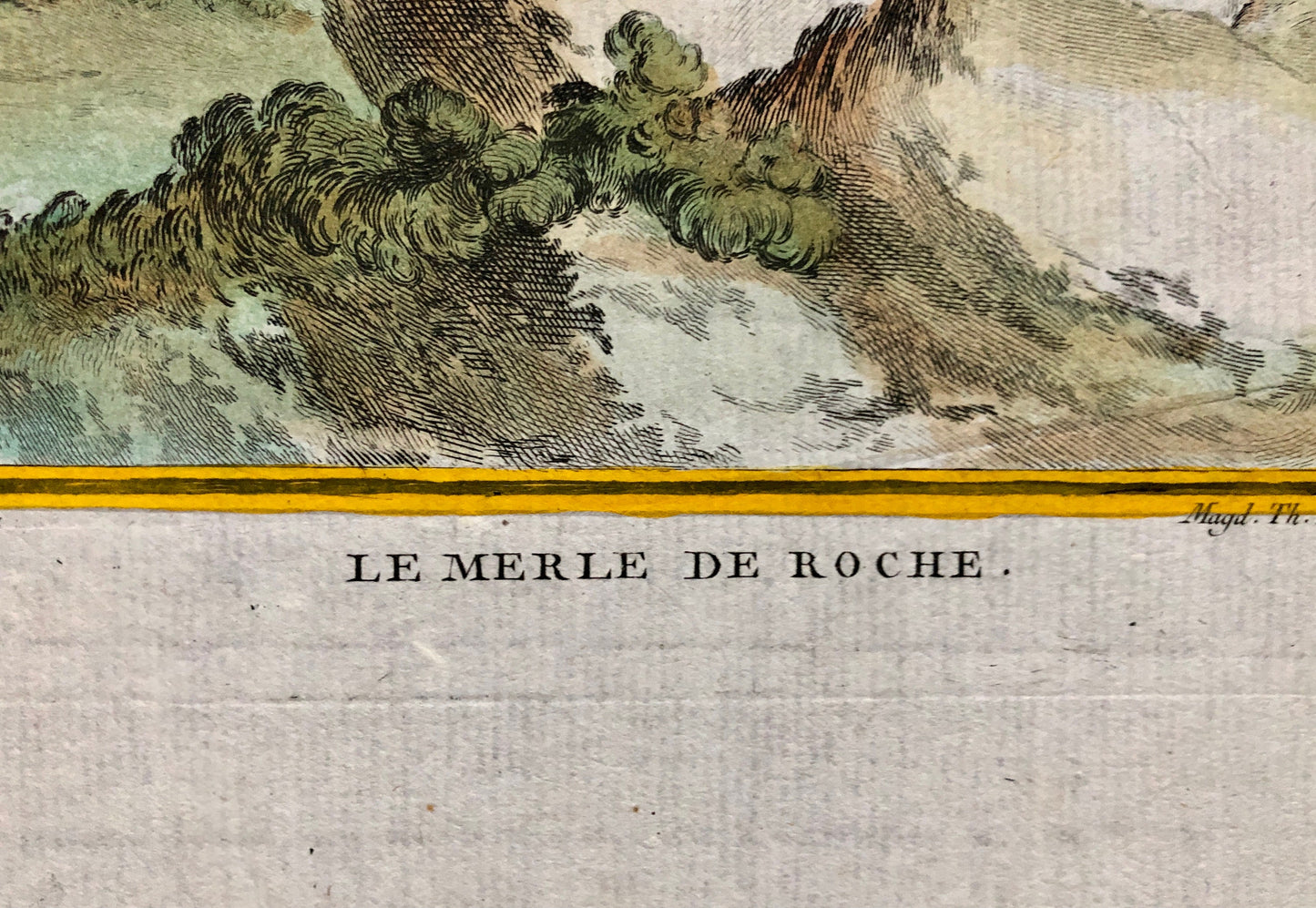 Le Merle De Roche. An Original Engraving From ‘Histoire Naturelle Des Oiseaux’ by Buffon. Engraved by Th. Rousselet. Size: 27 x 19.5 cms.