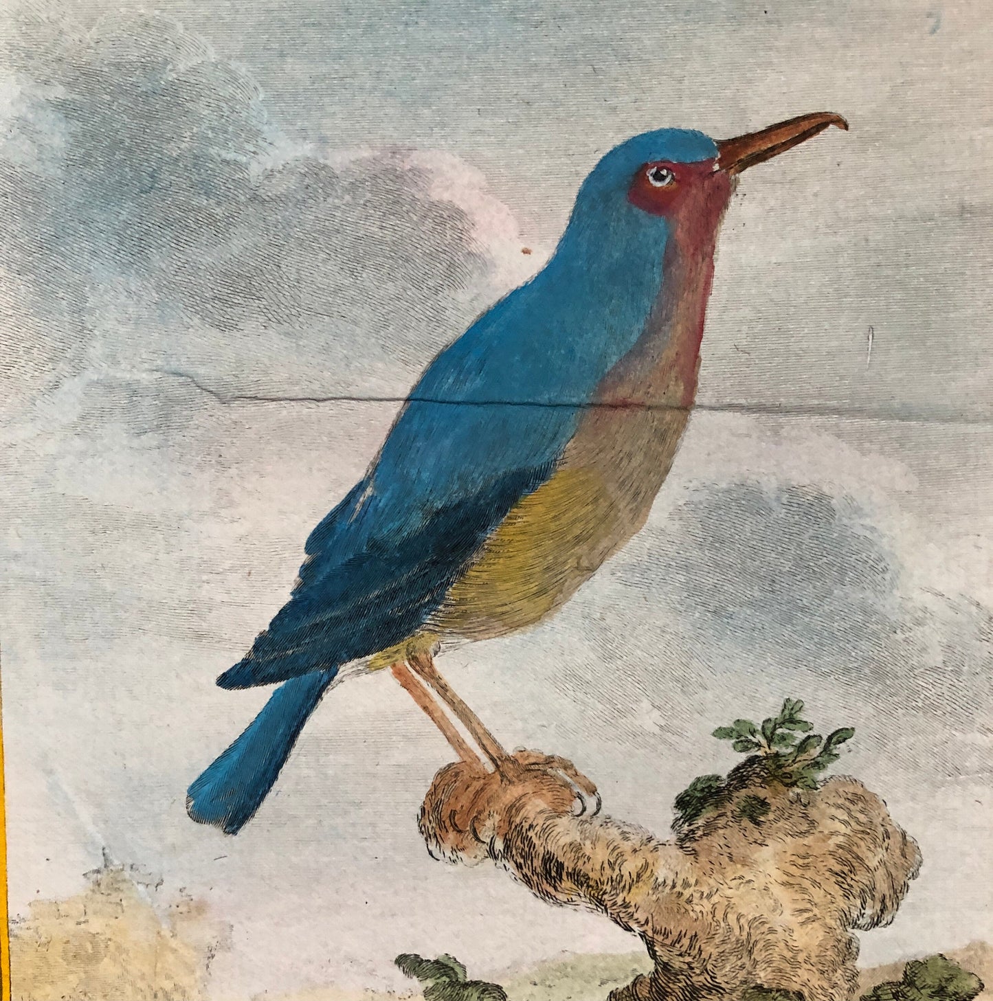 Le Merle Bleu. An Original Hand Painted Engraving From “Histoire Naturelle Des Oiseaux” by Buffon. Circa 1780. Size: 28 x 20cms.
