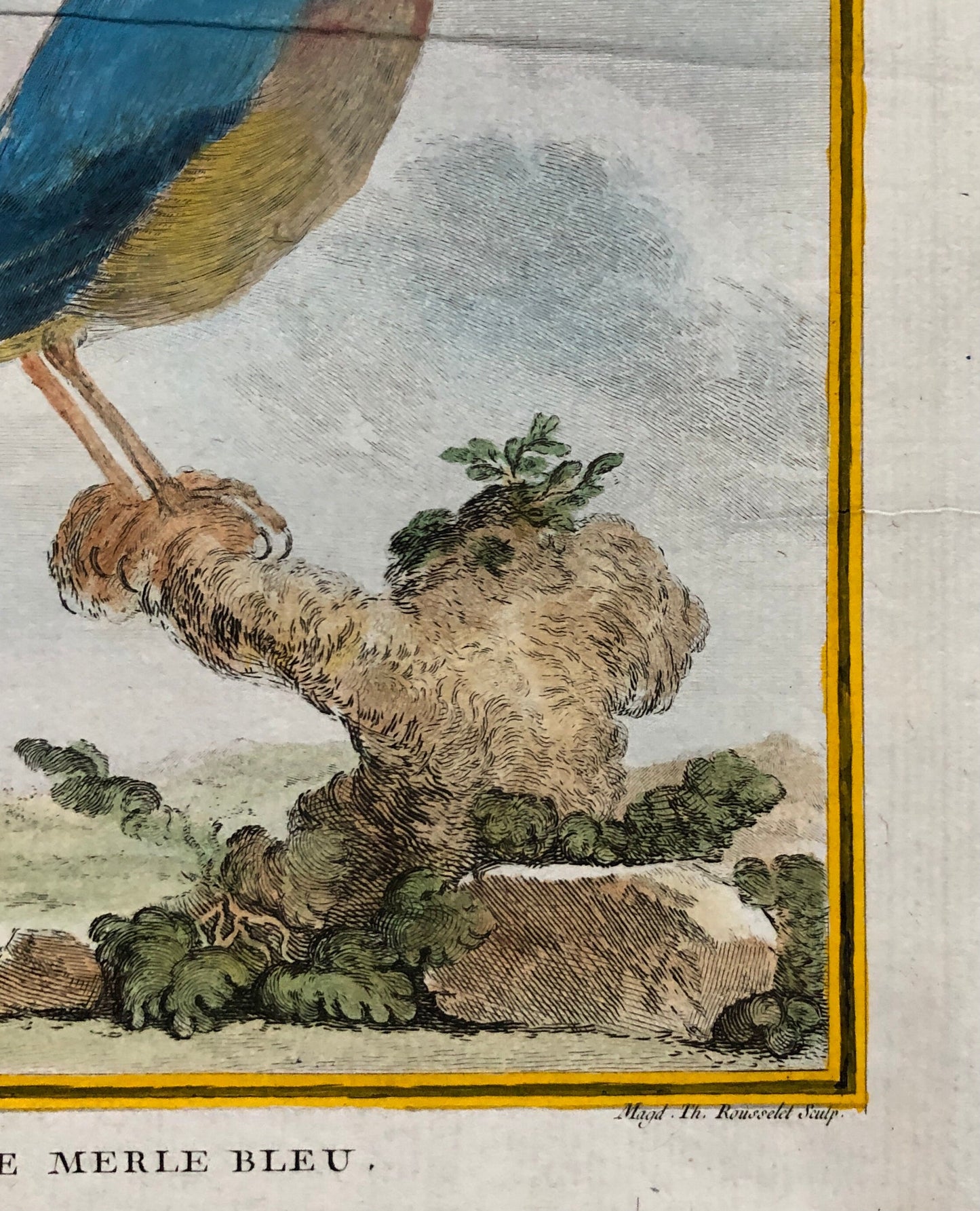 Le Merle Bleu. An Original Hand Painted Engraving From “Histoire Naturelle Des Oiseaux” by Buffon. Circa 1780. Size: 28 x 20cms.