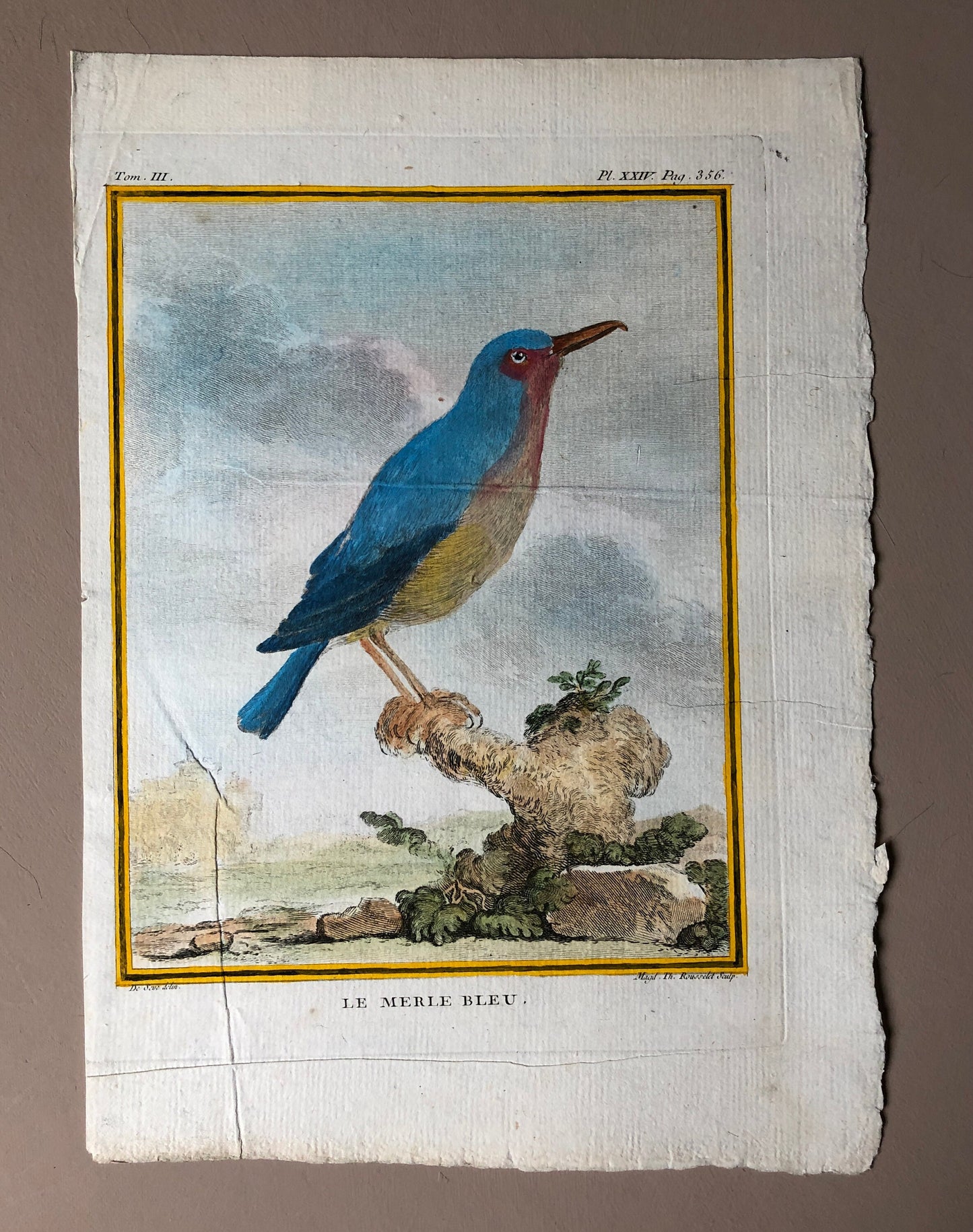 Le Merle Bleu. An Original Hand Painted Engraving From “Histoire Naturelle Des Oiseaux” by Buffon. Circa 1780. Size: 28 x 20cms.