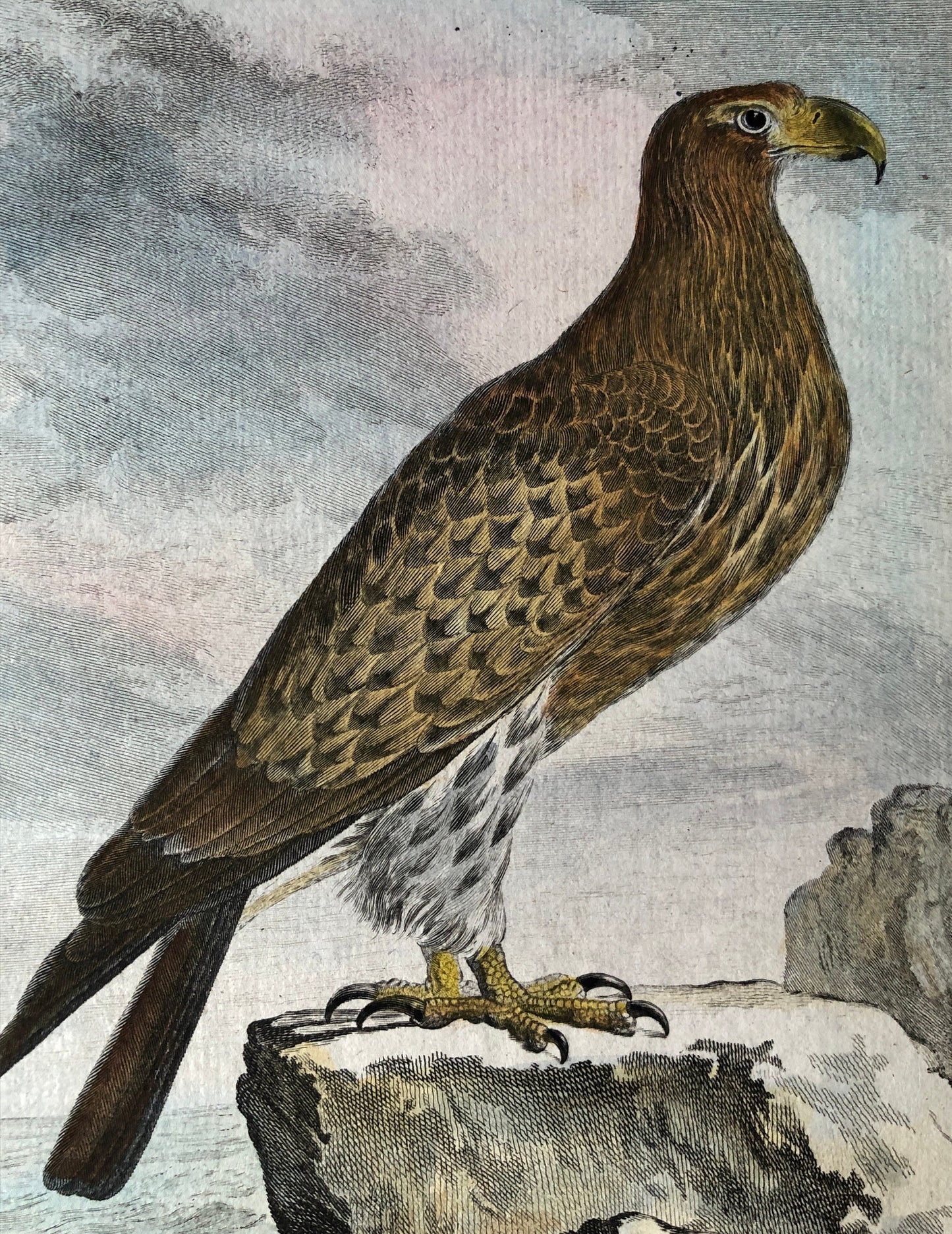 L’Orfraie ou Aigle De Mer. An Original Engraving From ‘Histoire Naturelle Des Oiseaux’ by Buffon. Circa 1770. Size: 27 x 20.5 cms.