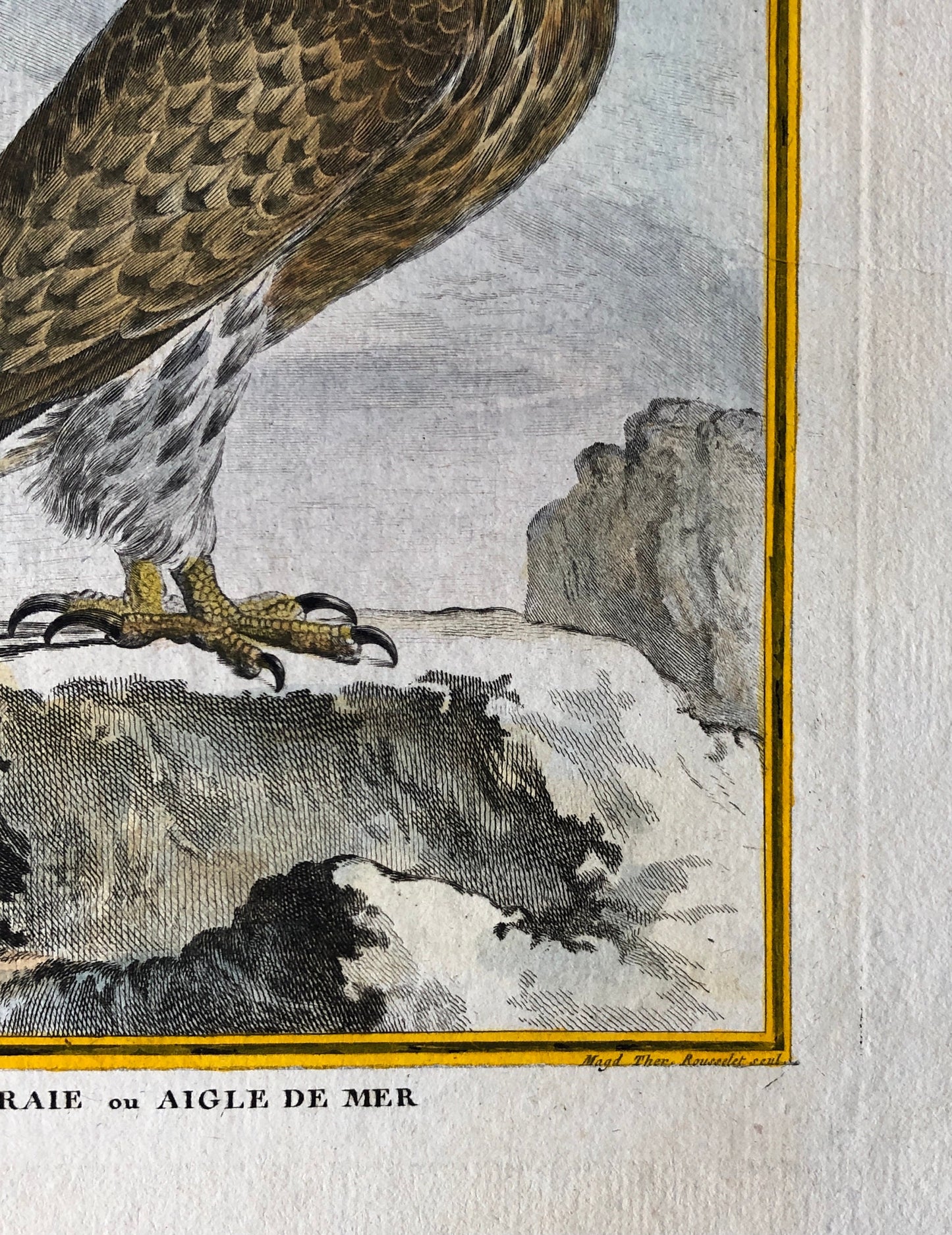 L’Orfraie ou Aigle De Mer. An Original Engraving From ‘Histoire Naturelle Des Oiseaux’ by Buffon. Circa 1770. Size: 27 x 20.5 cms.