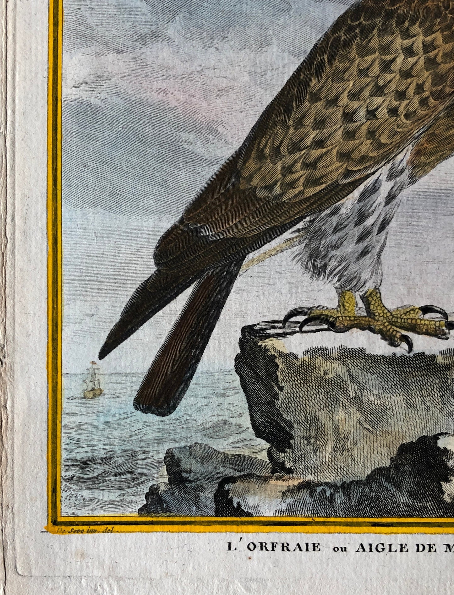 L’Orfraie ou Aigle De Mer. An Original Engraving From ‘Histoire Naturelle Des Oiseaux’ by Buffon. Circa 1770. Size: 27 x 20.5 cms.
