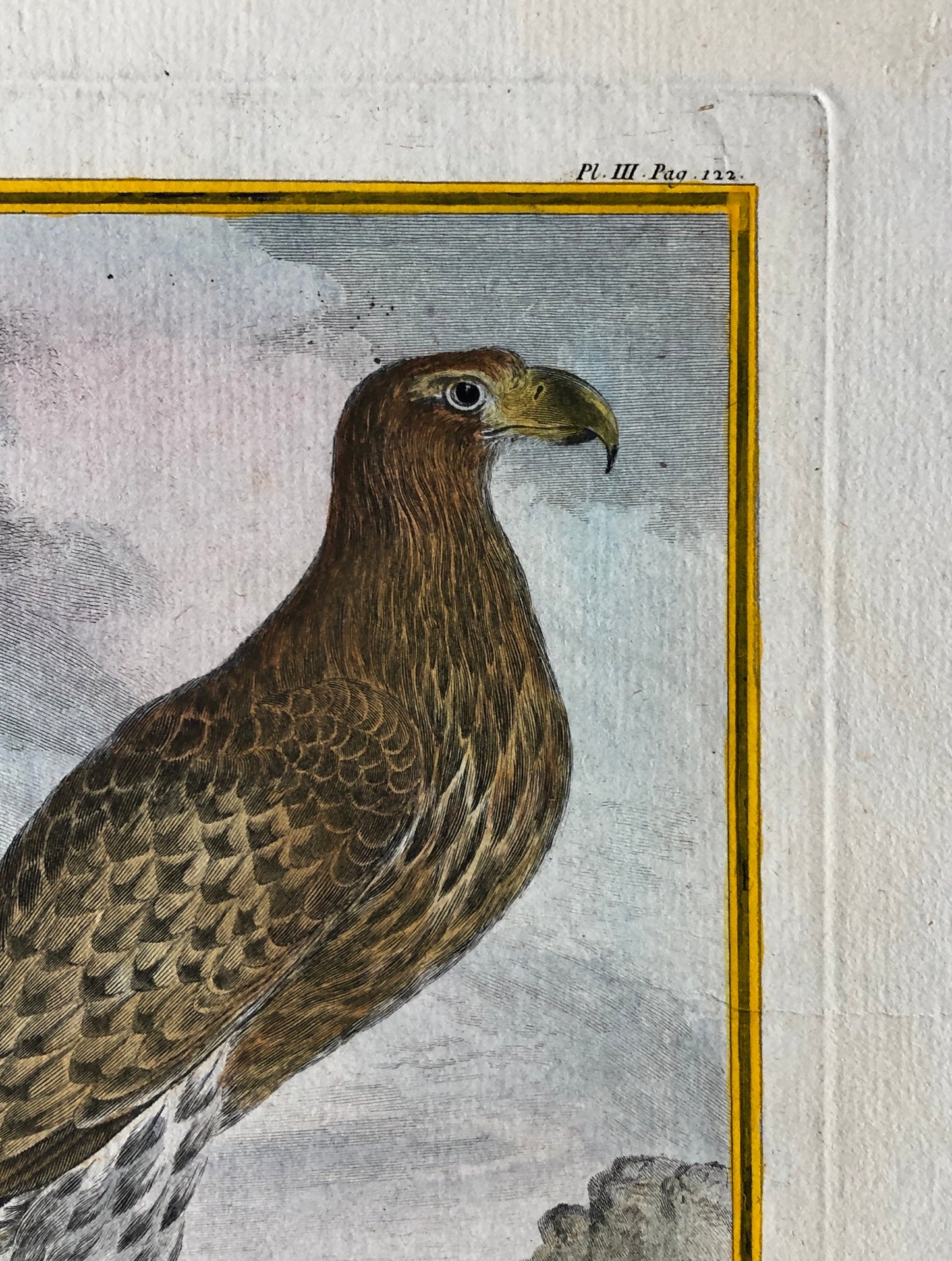 L’Orfraie ou Aigle De Mer. An Original Engraving From ‘Histoire Naturelle Des Oiseaux’ by Buffon. Circa 1770. Size: 27 x 20.5 cms.