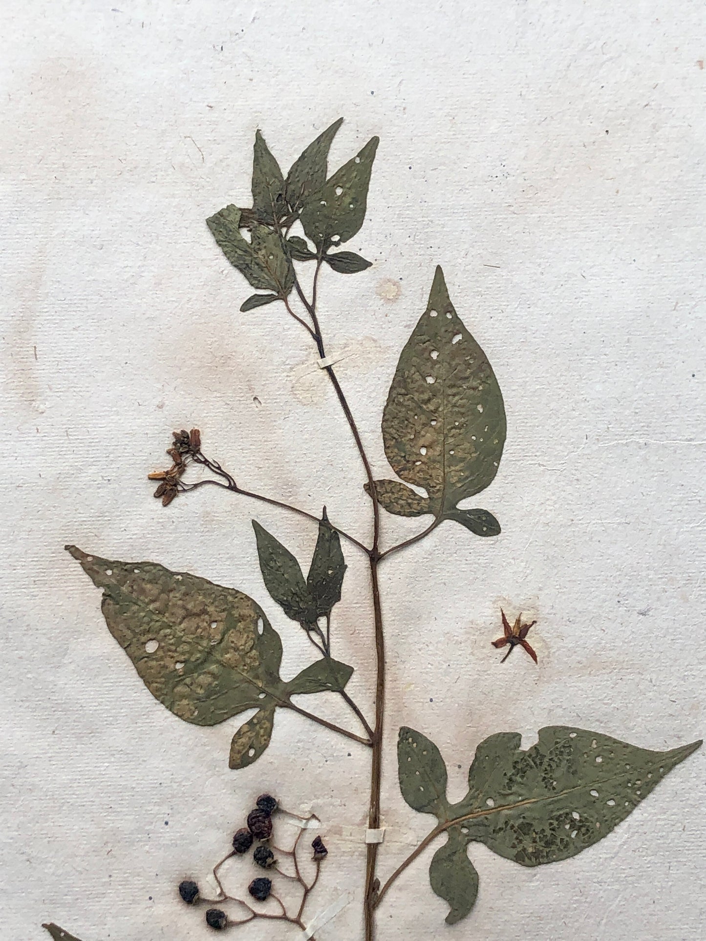 Bittersweet. Pressed Flowers. A Genuine Antique French Herbier. With Beautiful Script. Late 19th Century. Size: 40.4 x 24.2 cms.