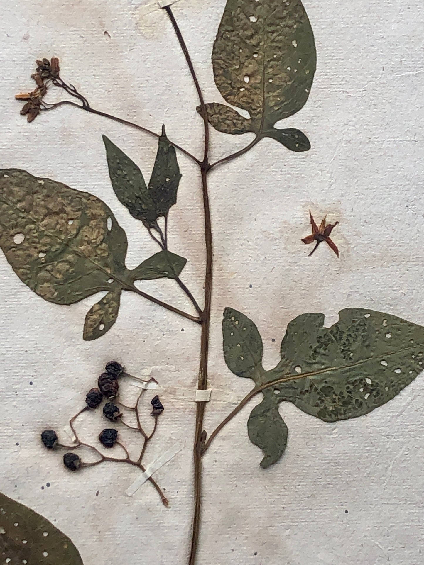 Bittersweet. Pressed Flowers. A Genuine Antique French Herbier. With Beautiful Script. Late 19th Century. Size: 40.4 x 24.2 cms.