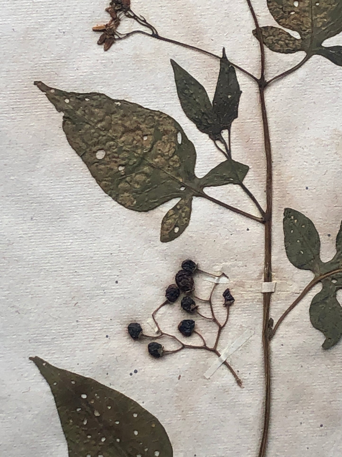 Bittersweet. Pressed Flowers. A Genuine Antique French Herbier. With Beautiful Script. Late 19th Century. Size: 40.4 x 24.2 cms.