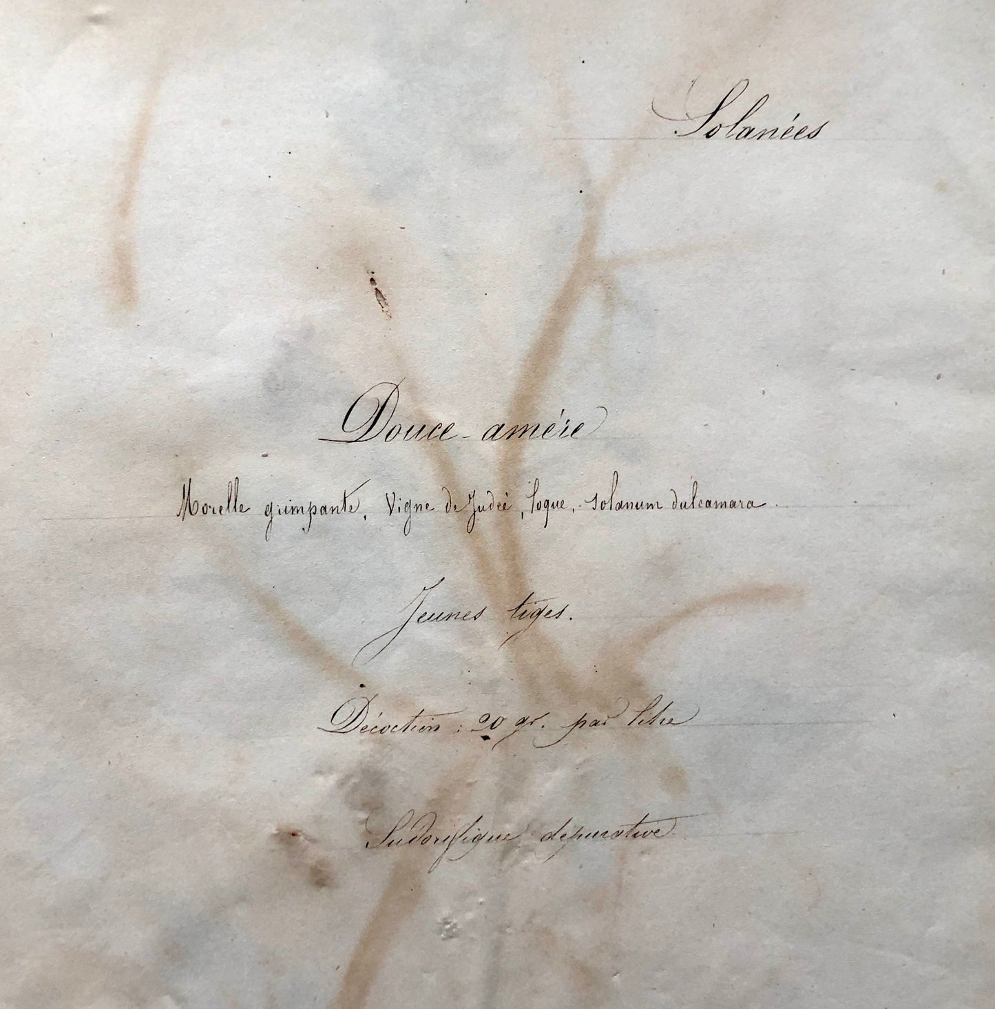 Bittersweet. Pressed Flowers. A Genuine Antique French Herbier. With Beautiful Script. Late 19th Century. Size: 40.4 x 24.2 cms.