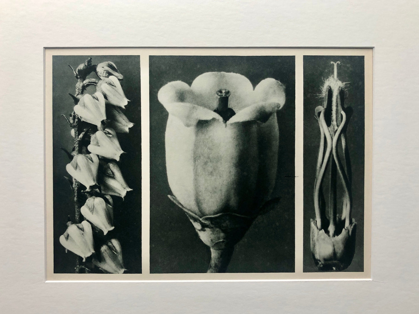 An Original Photogravure by Karl Blossfeldt. No 109. 1930’s. Size with mount: 39.7 x 50 cms.