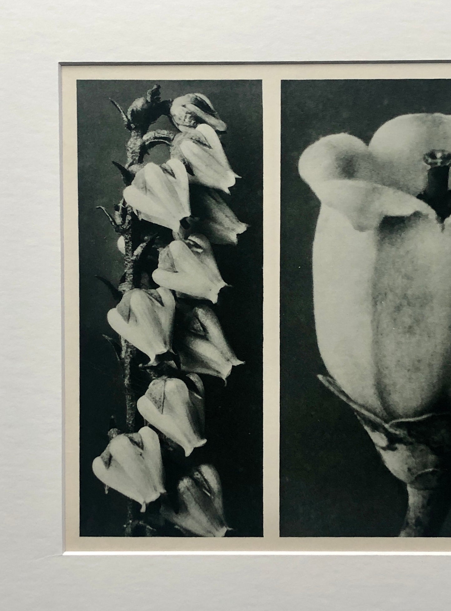 An Original Photogravure by Karl Blossfeldt. No 109. 1930’s. Size with mount: 39.7 x 50 cms.