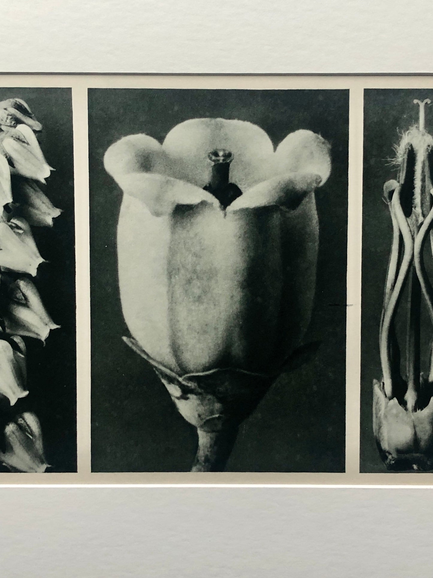 An Original Photogravure by Karl Blossfeldt. No 109. 1930’s. Size with mount: 39.7 x 50 cms.
