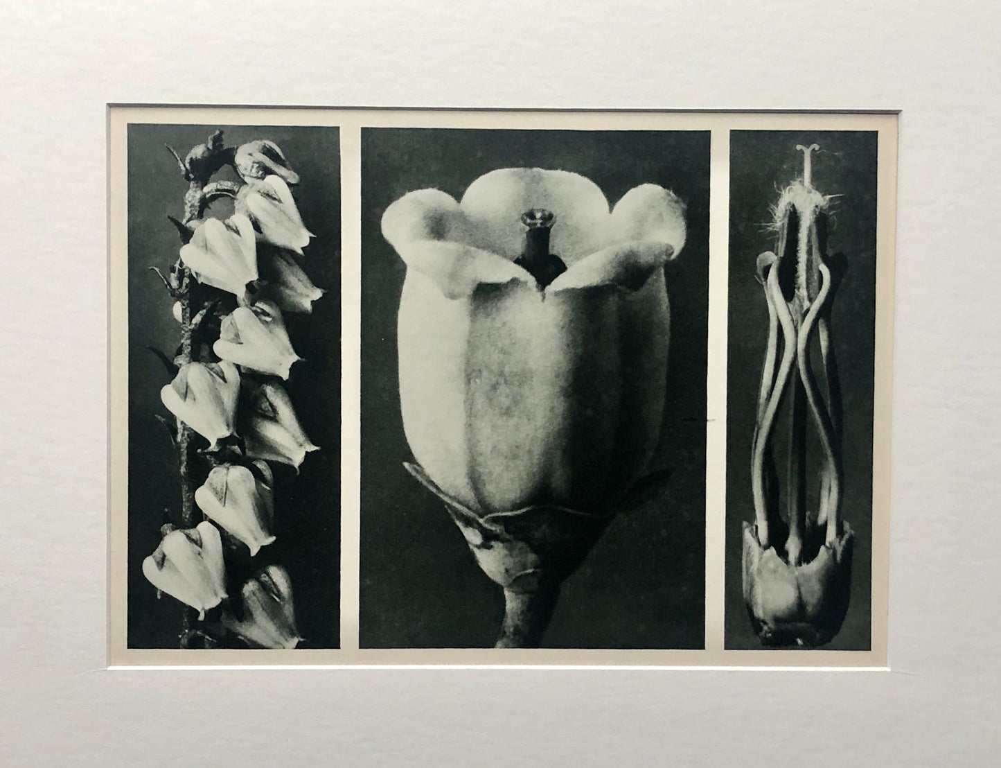 An Original Photogravure by Karl Blossfeldt. No 109. 1930’s. Size with mount: 39.7 x 50 cms.