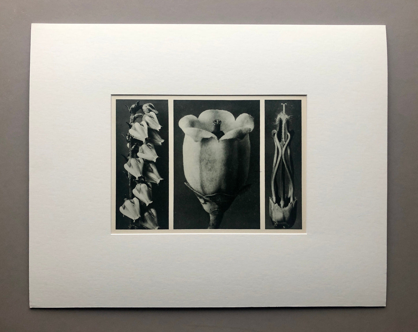 An Original Photogravure by Karl Blossfeldt. No 109. 1930’s. Size with mount: 39.7 x 50 cms.