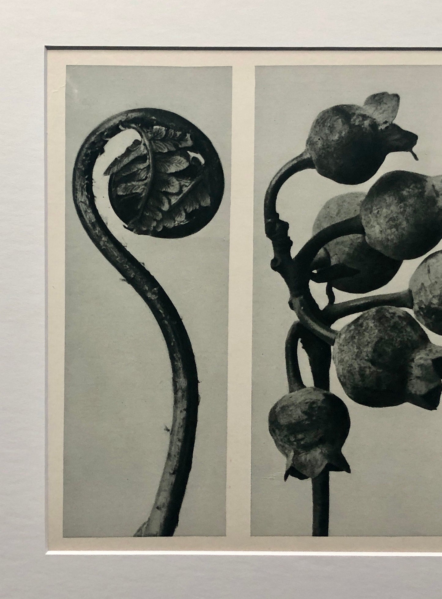 An Original Photogravure by Karl Blossfeldt. No 33. 1930’s. Size with mount: 39.7 x 50 cms.