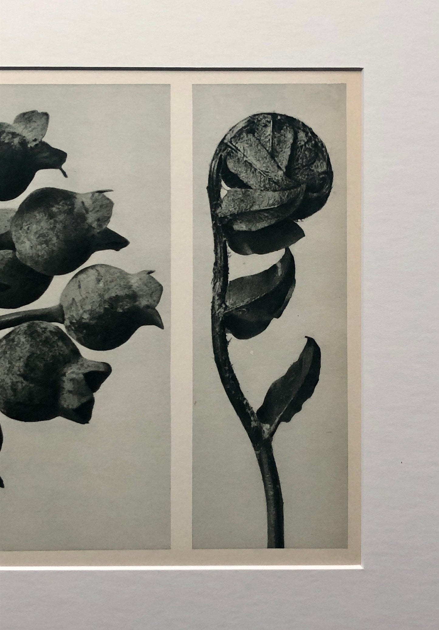 An Original Photogravure by Karl Blossfeldt. No 33. 1930’s. Size with mount: 39.7 x 50 cms.